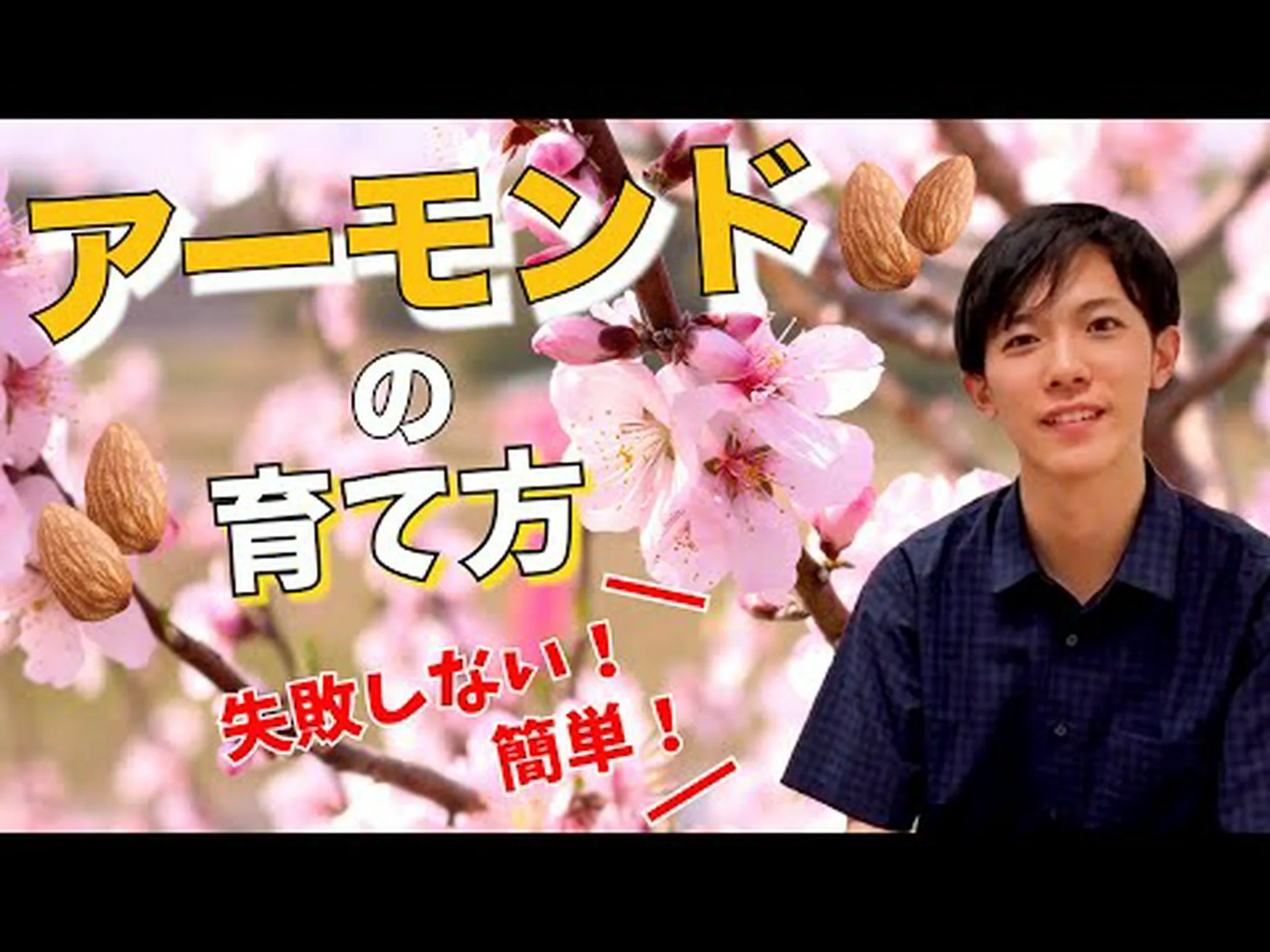 アプリコットとアーモンドの台木 アプリコットとアーモンドの台木