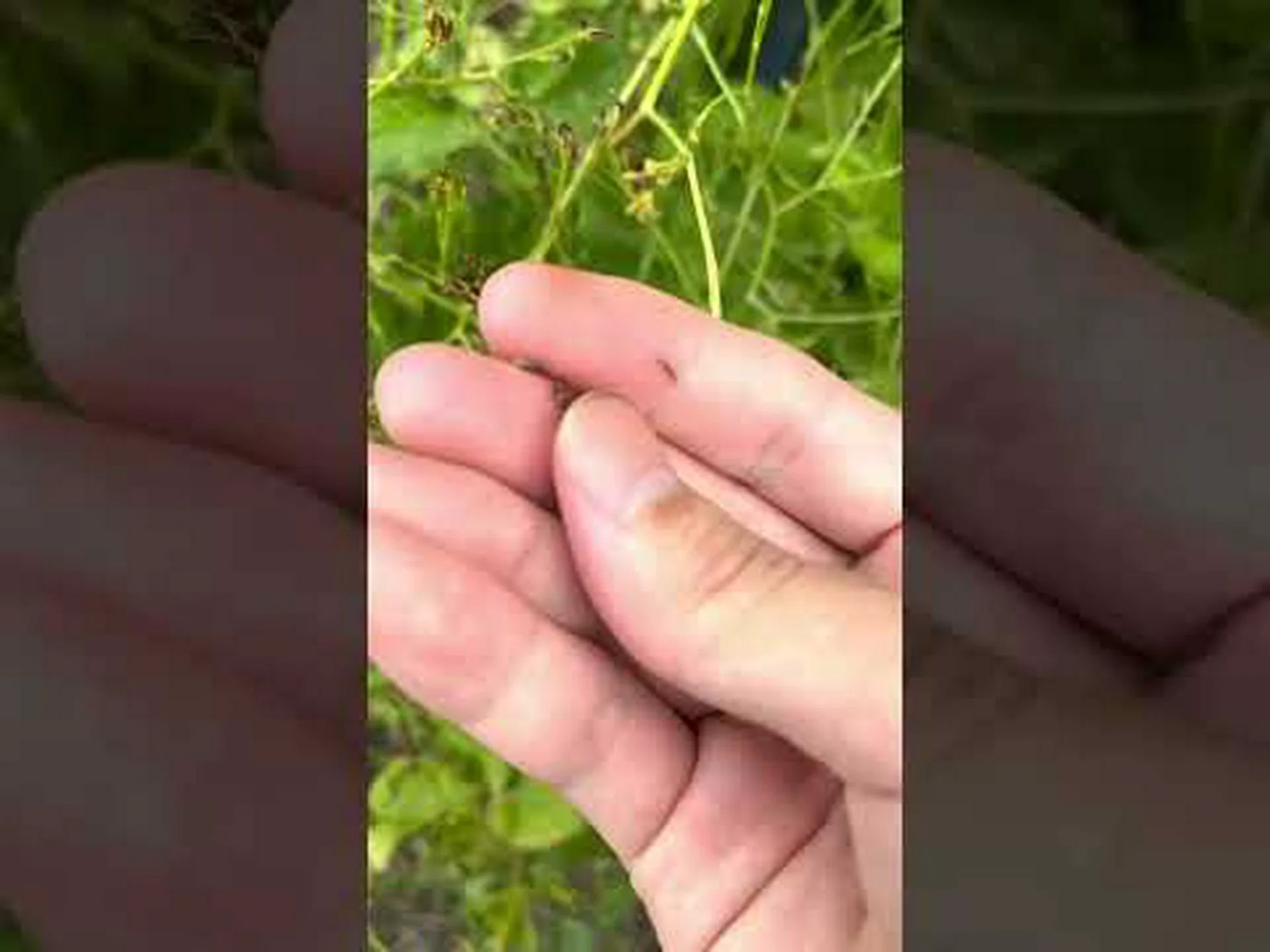 三葉のアジミニエール 三葉のアジミニエール