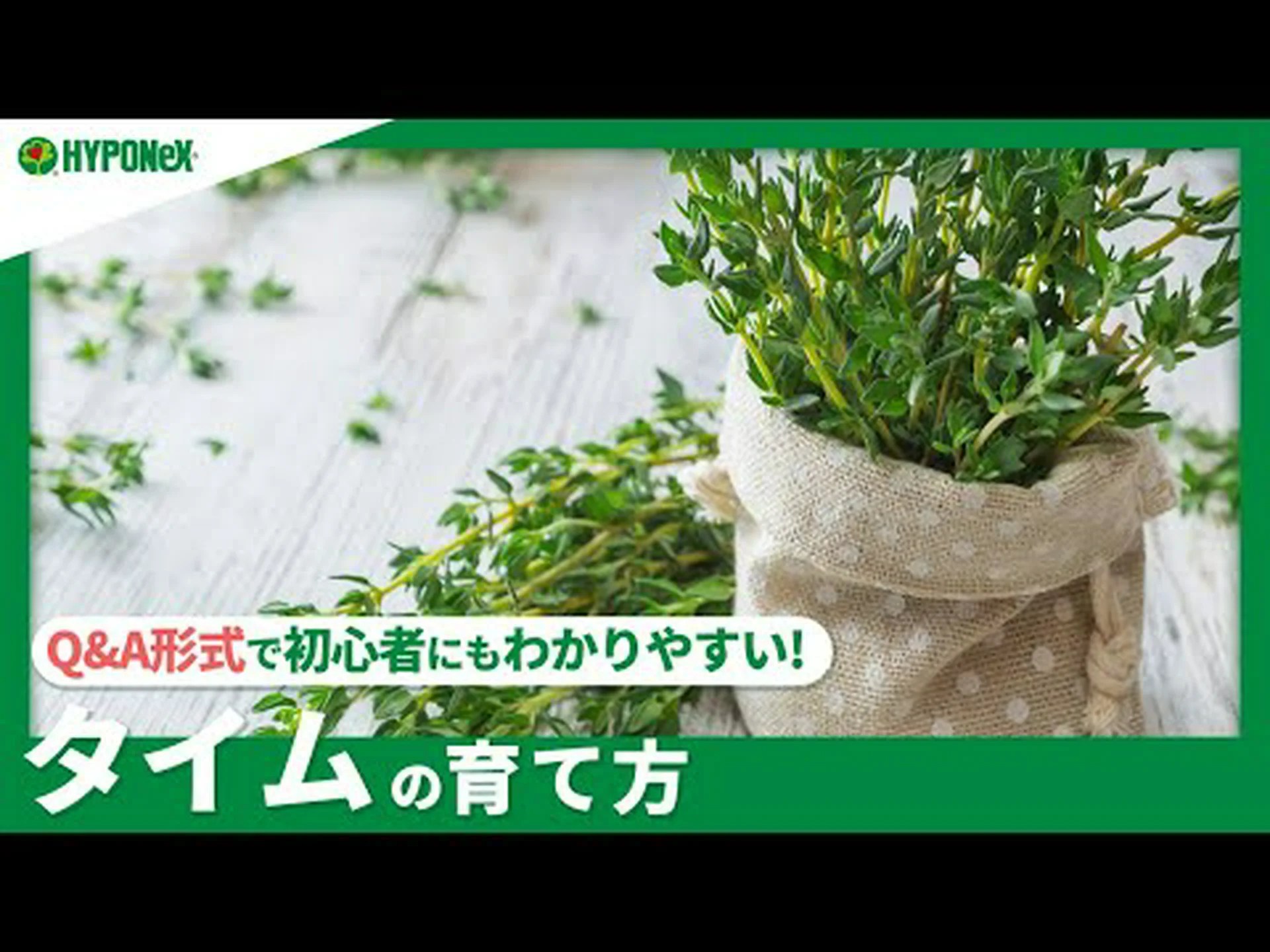 シャギータイム シャギータイム