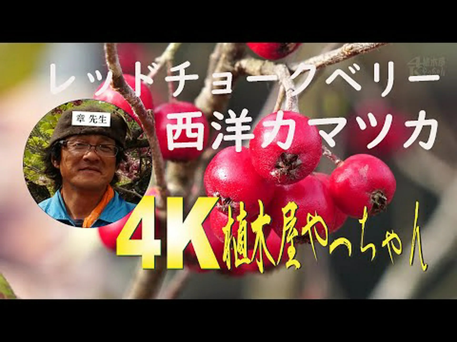 チョークベリー チョークベリー