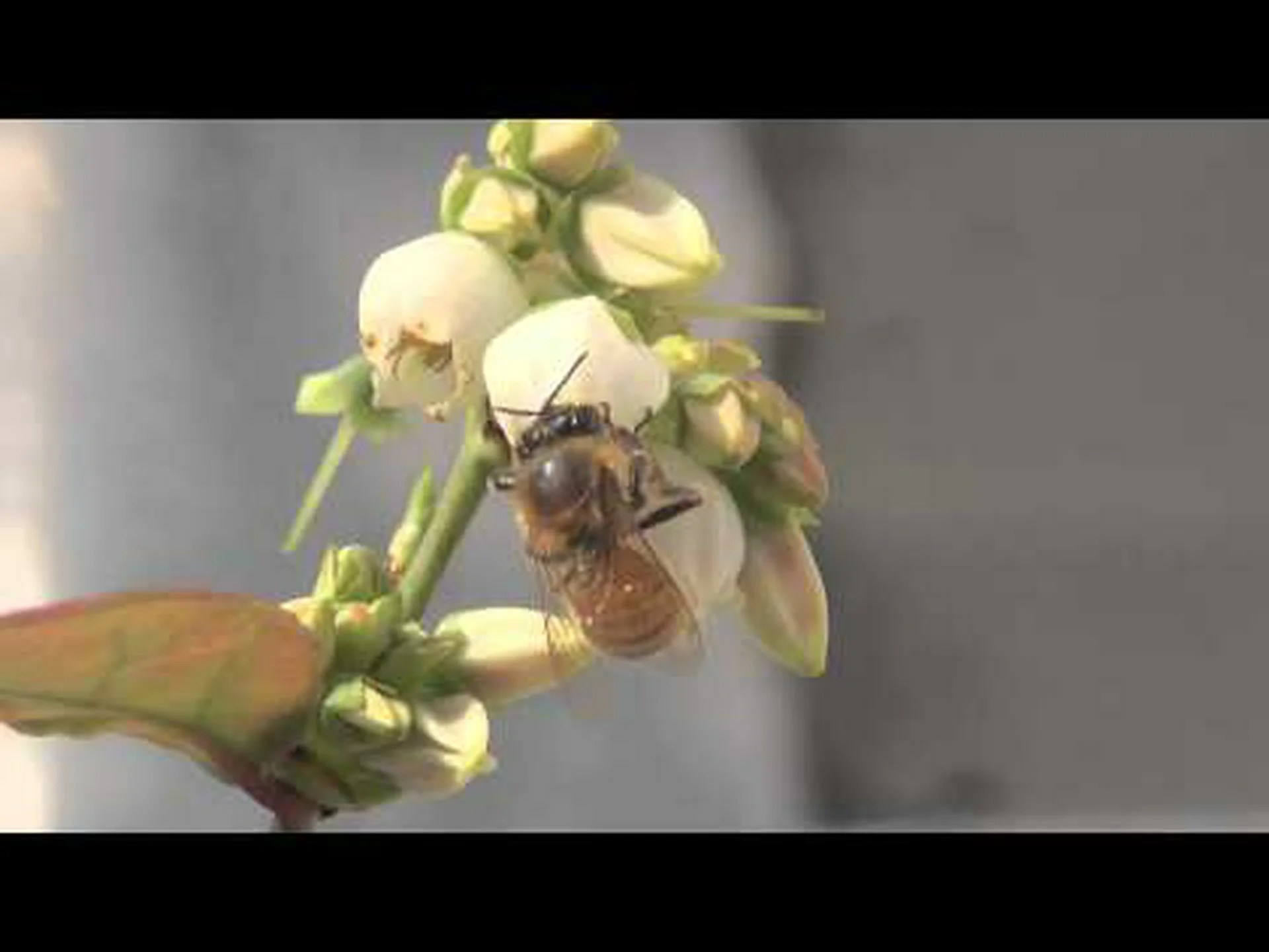 受粉昆虫 受粉昆虫