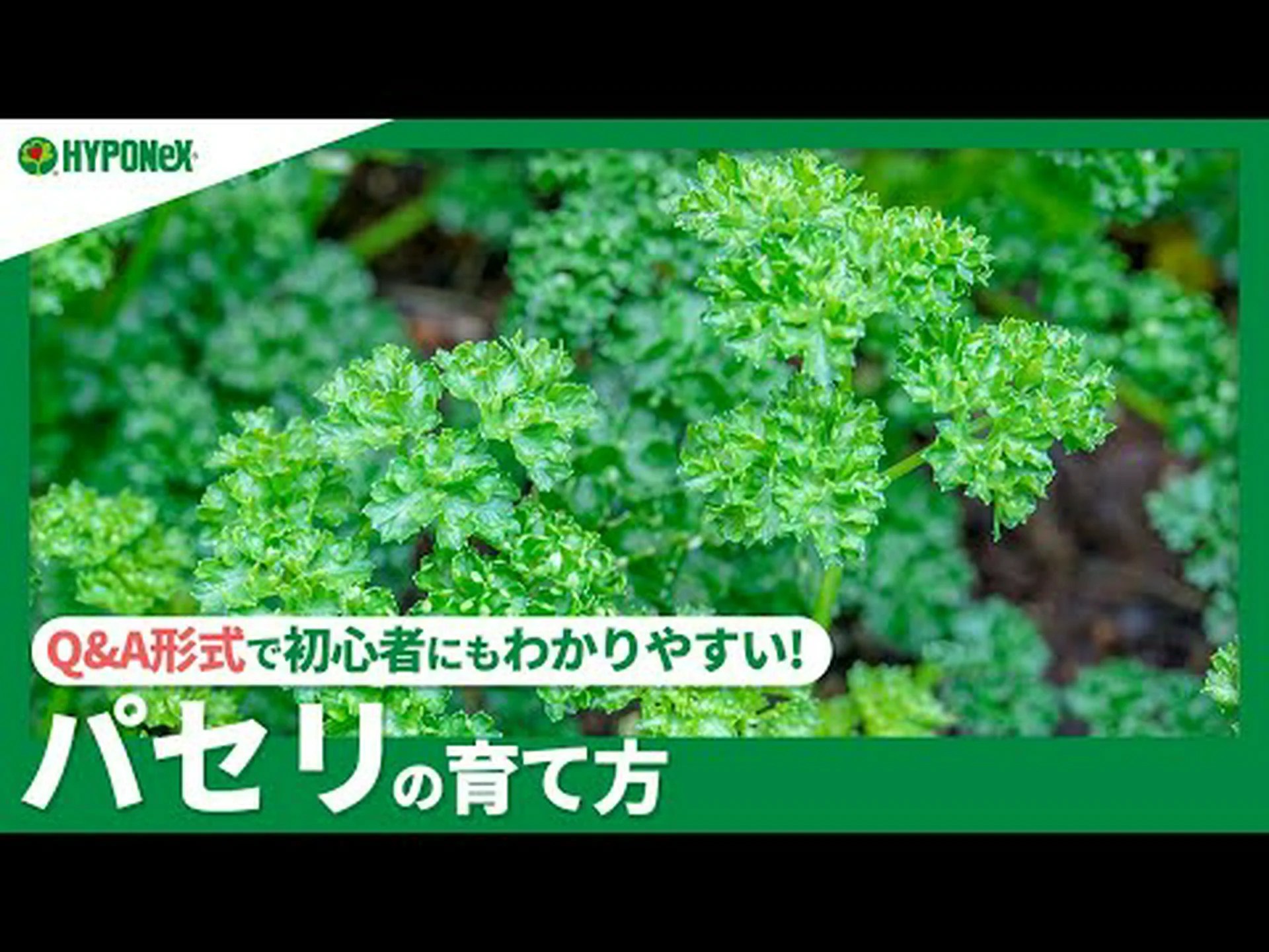平葉パセリ 平葉パセリ