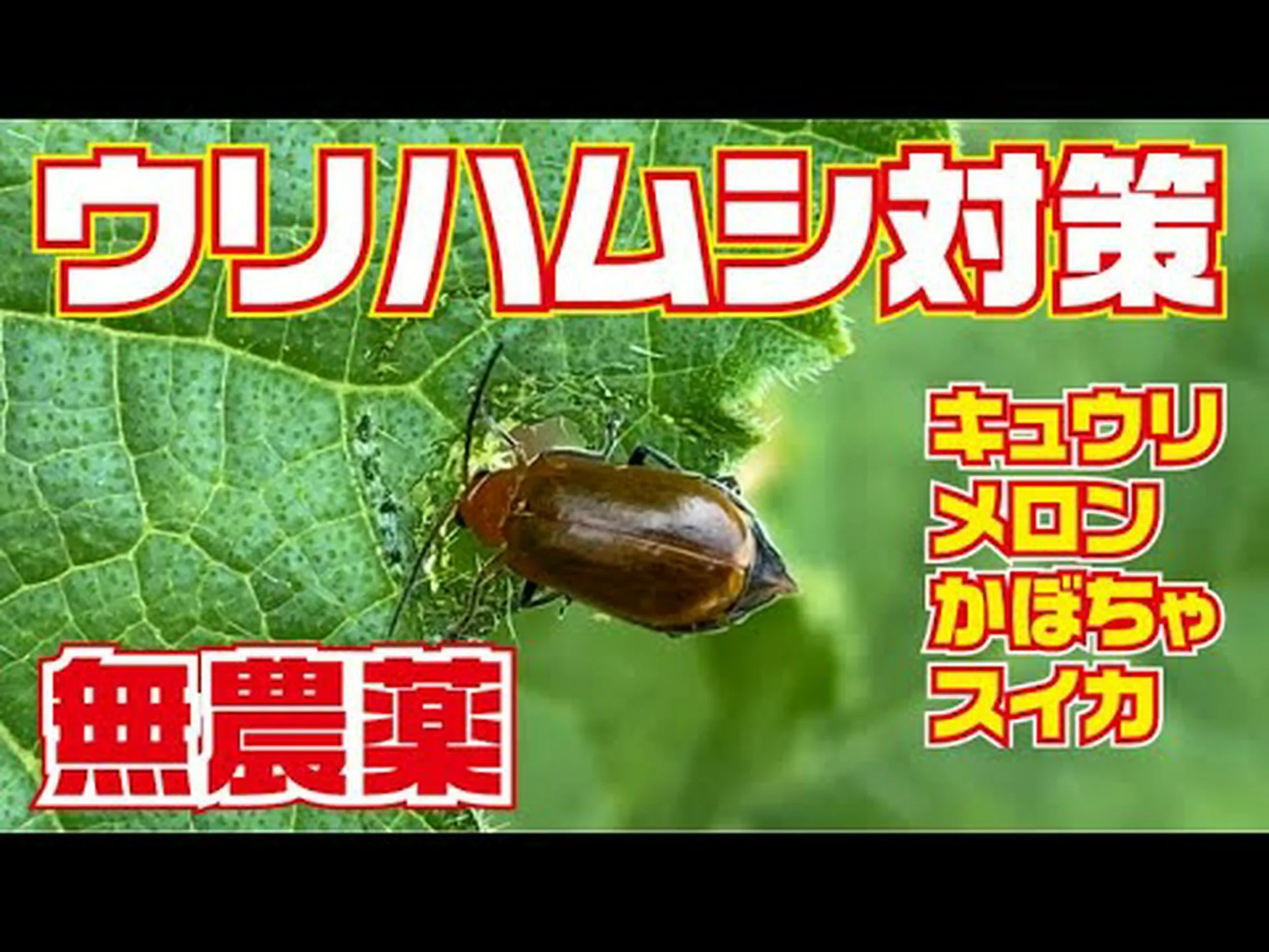 ケニアキュウリ、メツロン、キワノ、角キュウリ、角メロン ケニアキュウリ、メツロン、キワノ、角キュウリ、角メロン