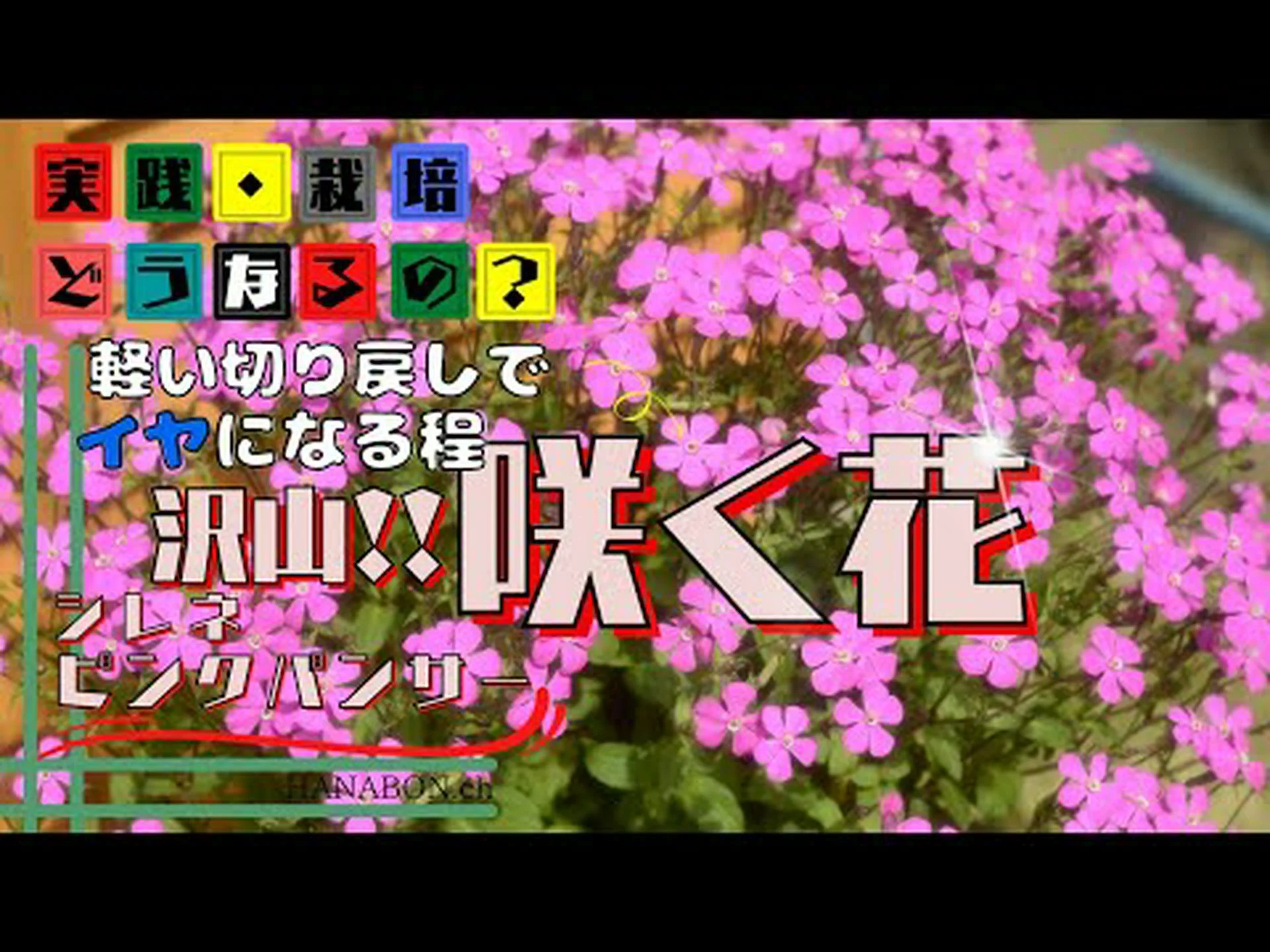 パンサープラント パンサープラント