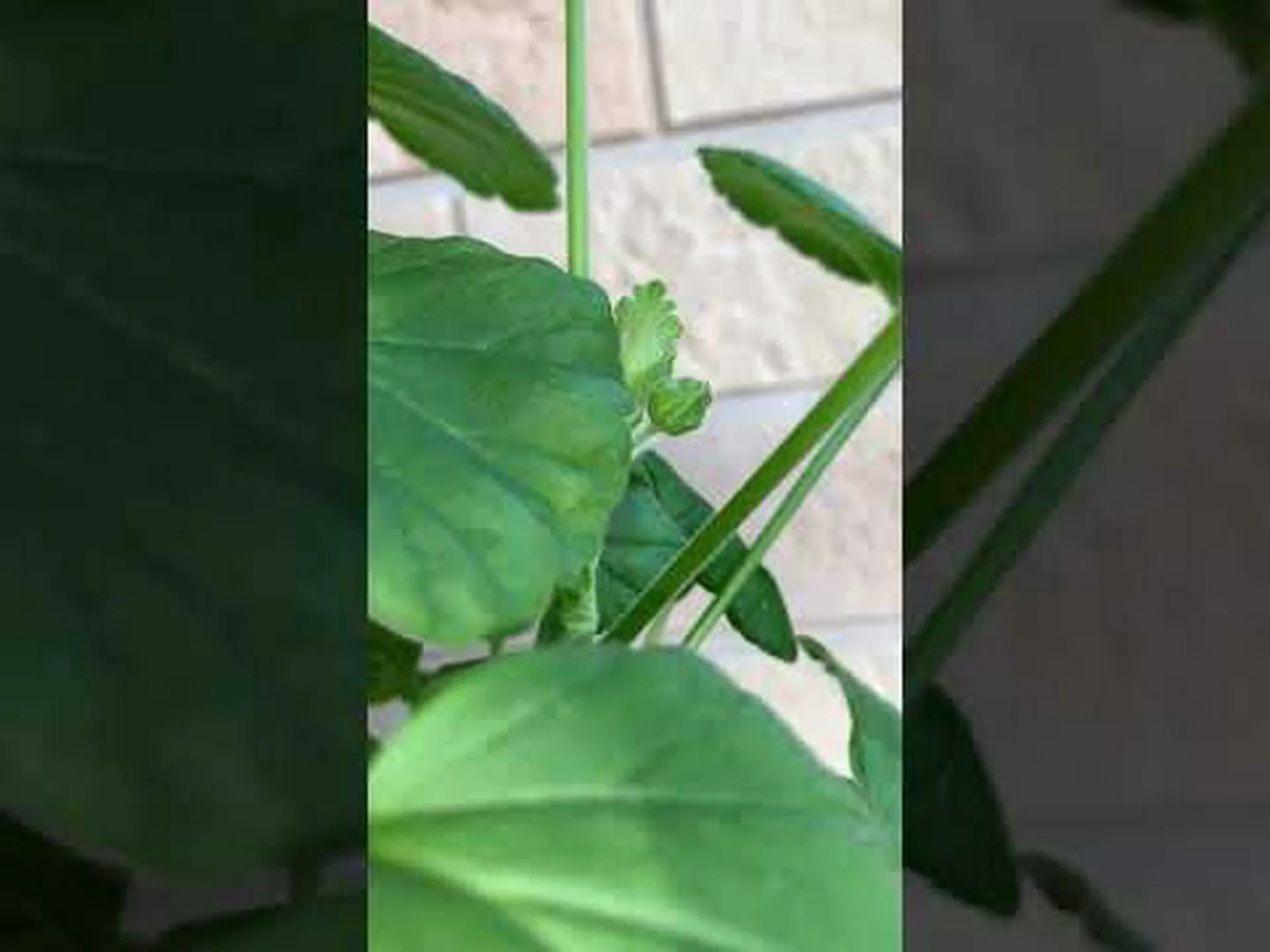 あらゆる用途に使える多年草ゼラニウム あらゆる用途に使える多年草ゼラニウム