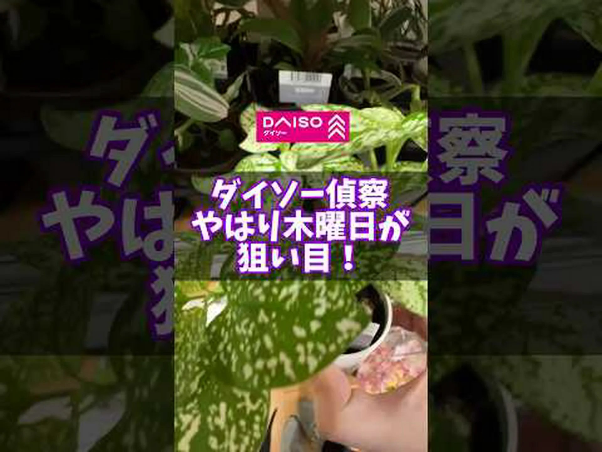 トリュフ植物の選び方は? トリュフ植物の選び方は?