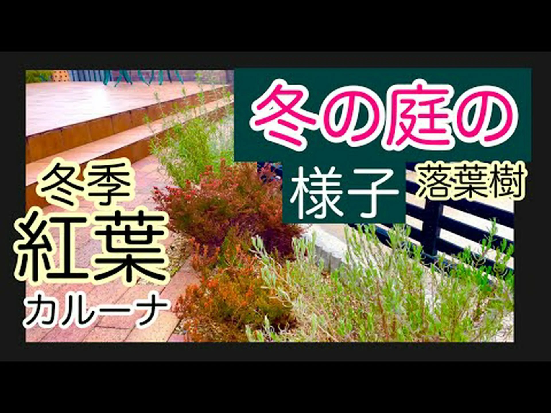 冬の始まりの庭の手入れ… 冬の始まりの庭の手入れ…