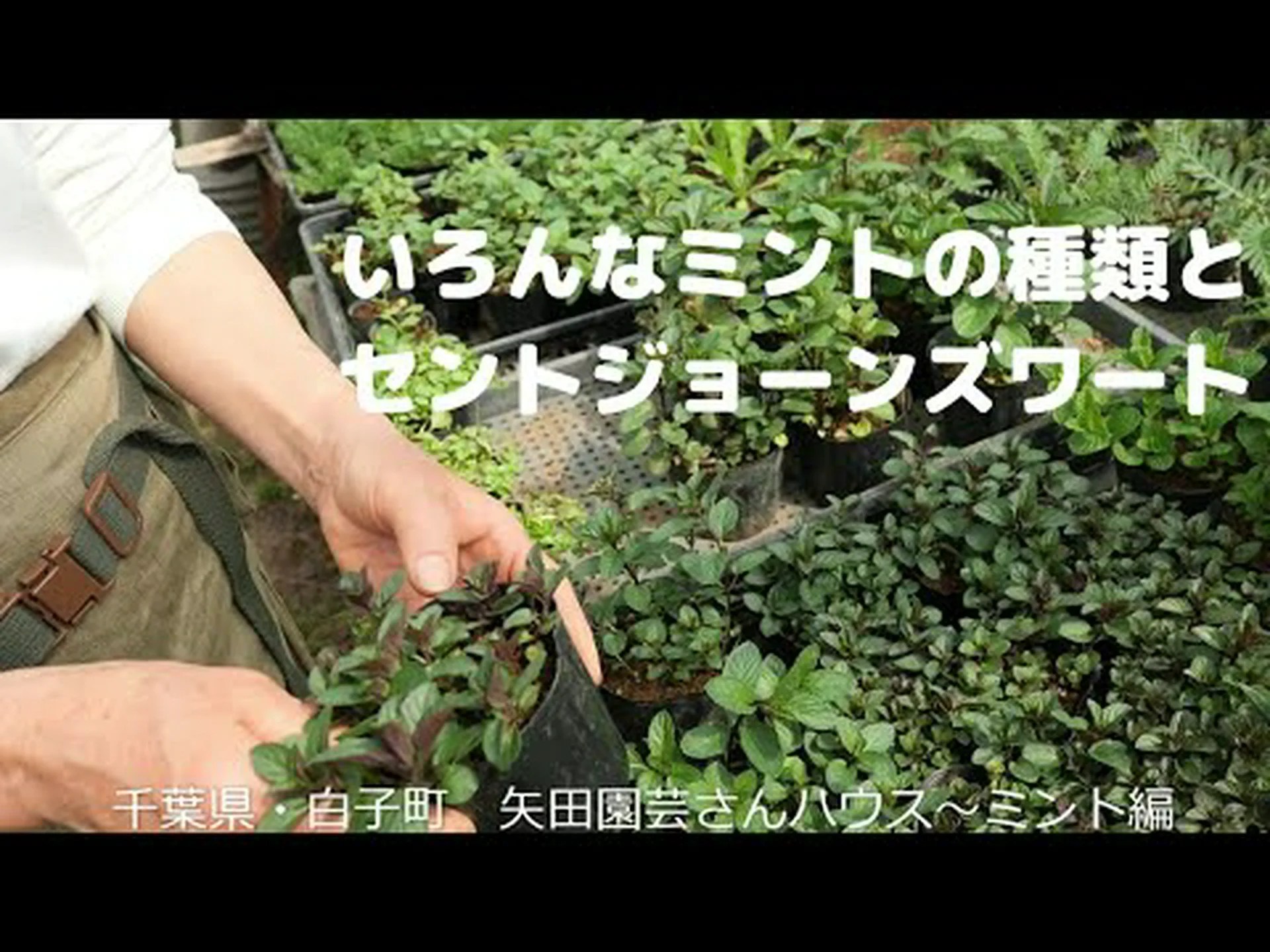 大輪のセントジョーンズワート、ムクゲのバラ 大輪のセントジョーンズワート、ムクゲのバラ