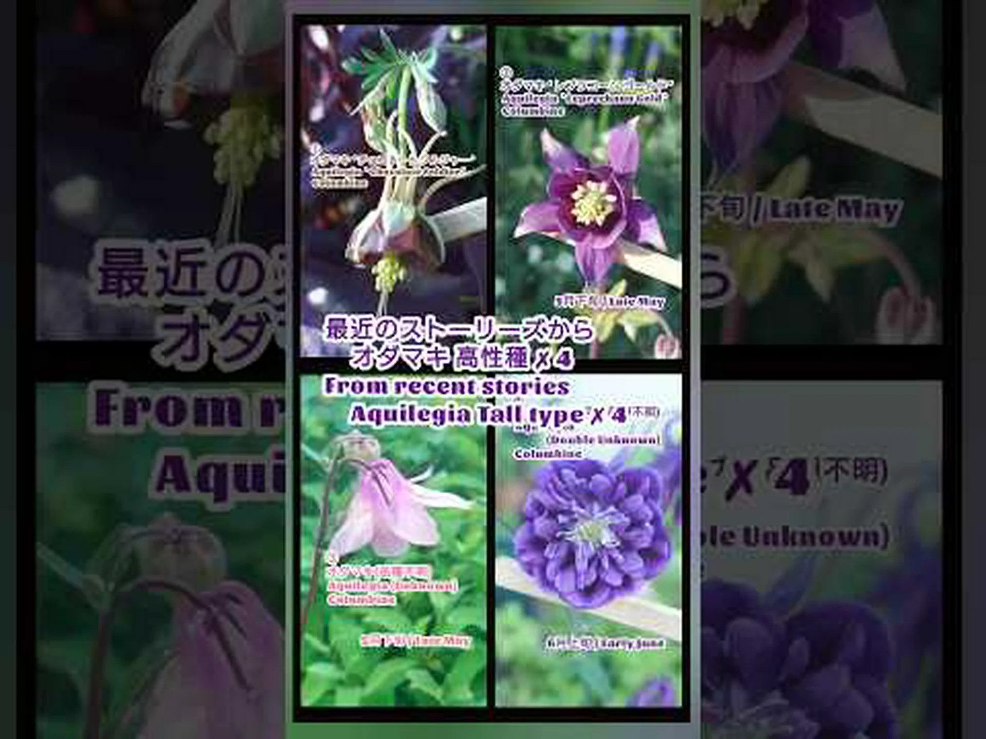 オダマキ、斑鳩、オオバト オダマキ、斑鳩、オオバト