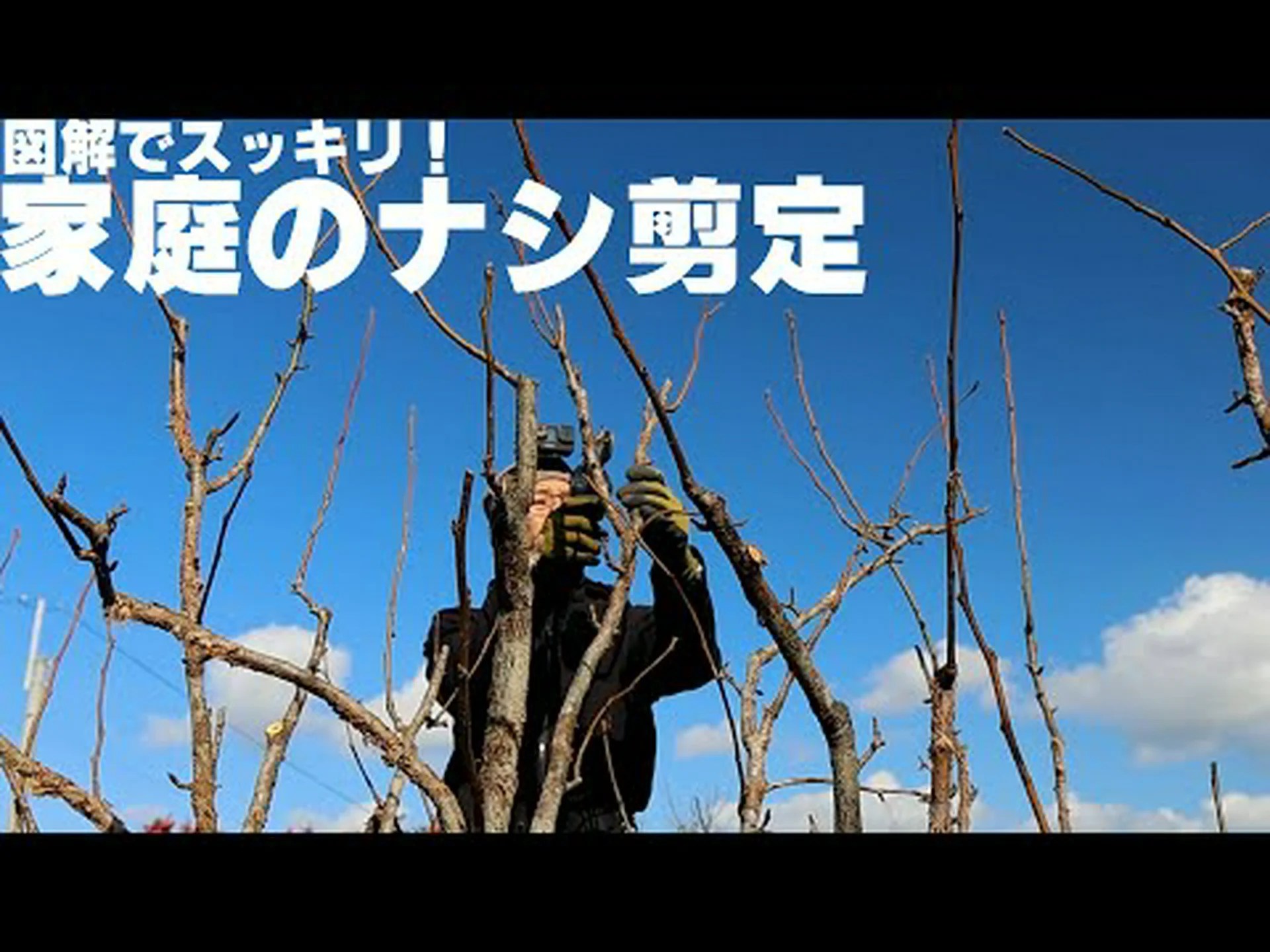 カリンの木、花梨の木、梨の木 カリンの木、花梨の木、梨の木