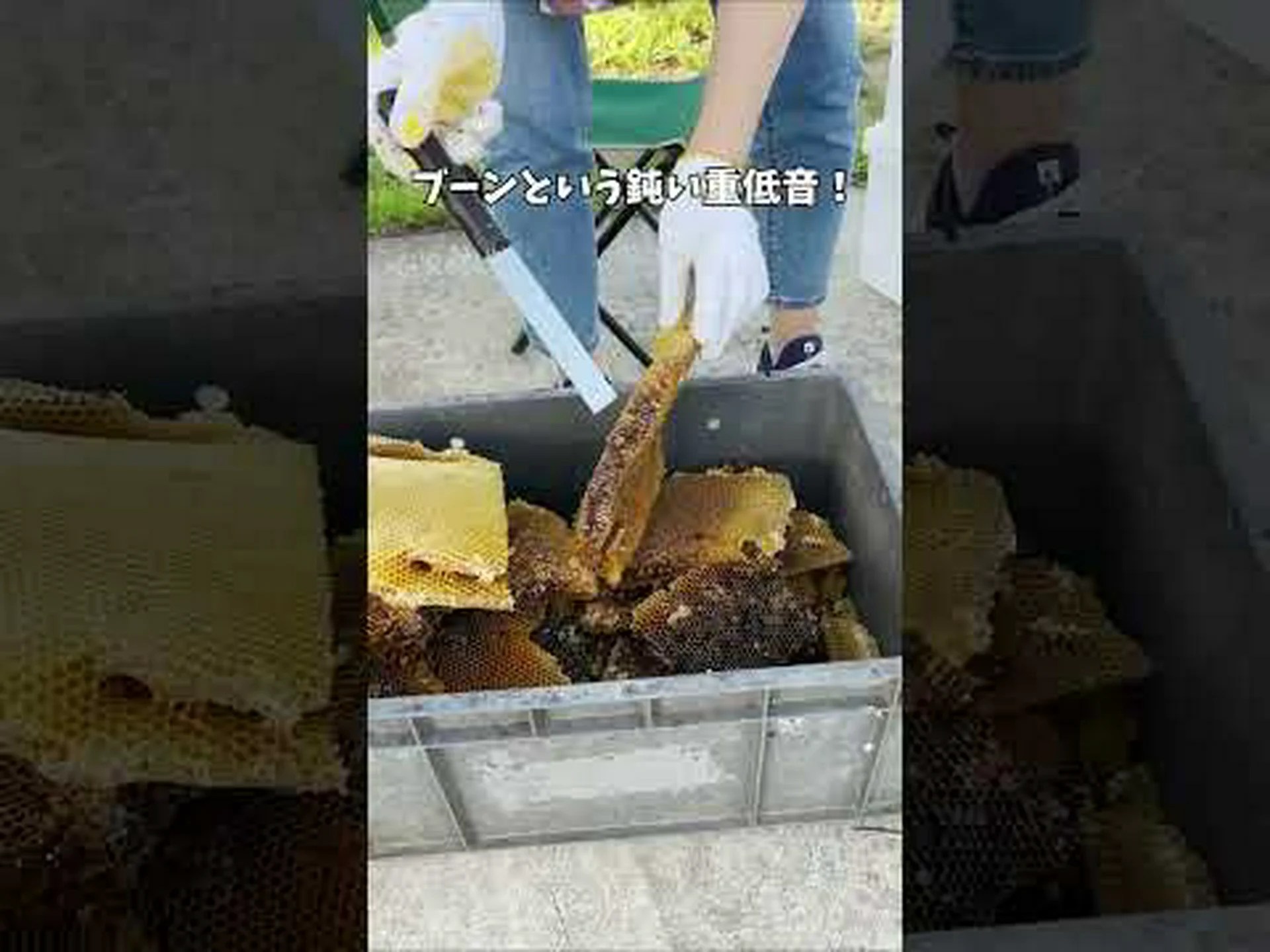 スズメバチを寄せ付けないための 10 の自然なヒント スズメバチを寄せ付けないための 10 の自然なヒント