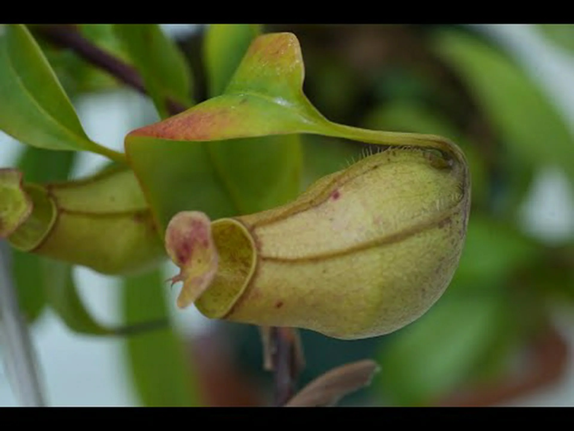 浸食に対する植物 浸食に対する植物