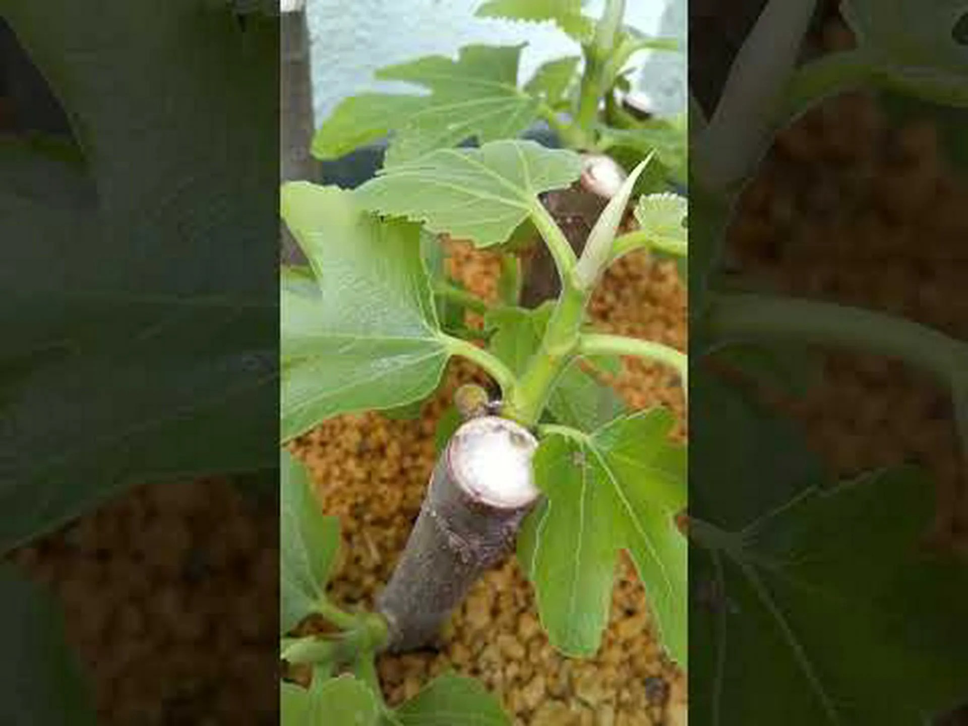 イチジクのリラ、リライチジク イチジクのリラ、リライチジク