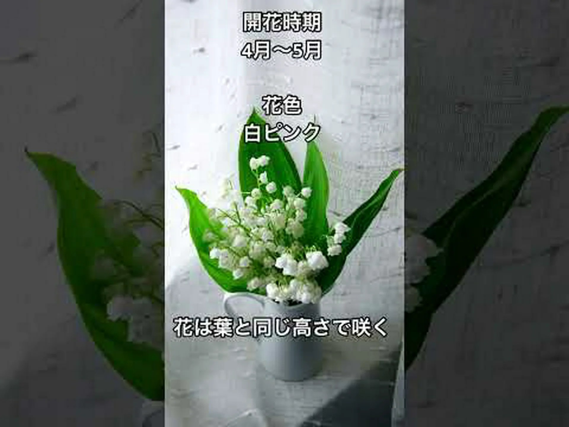 伝統と象徴が込められた花、スズラン 伝統と象徴が込められた花、スズラン