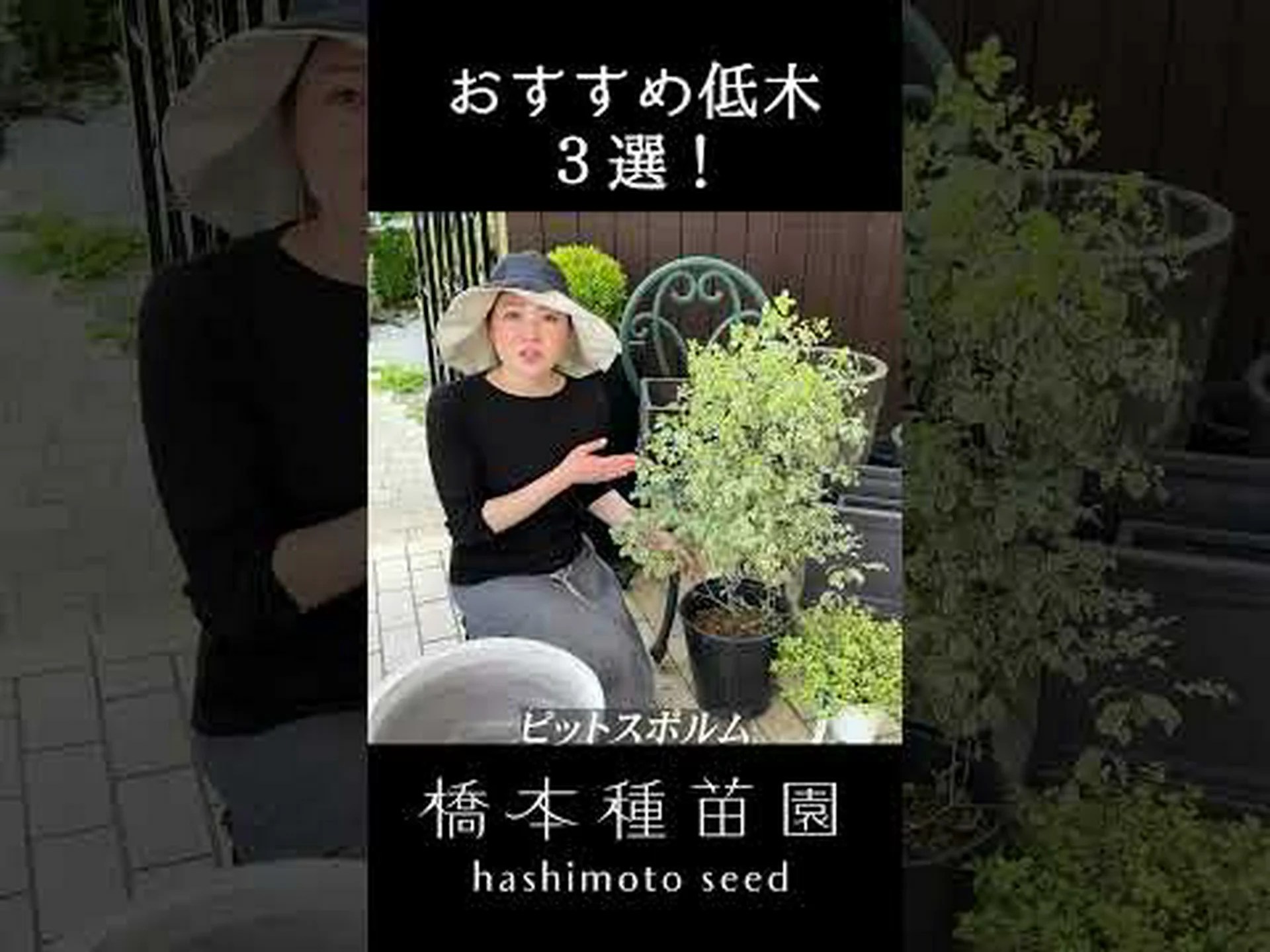 ヘベ、低木ベロニカ ヘベ、低木ベロニカ