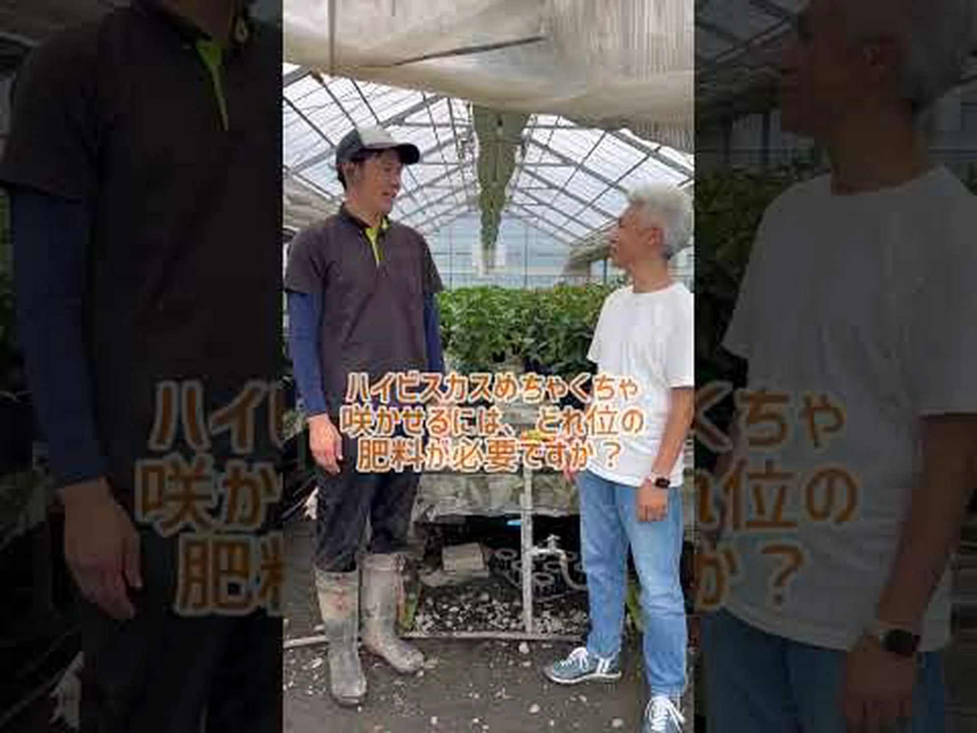 マーシュハイビスカス、マーシュハイビスカス マーシュハイビスカス、マーシュハイビスカス