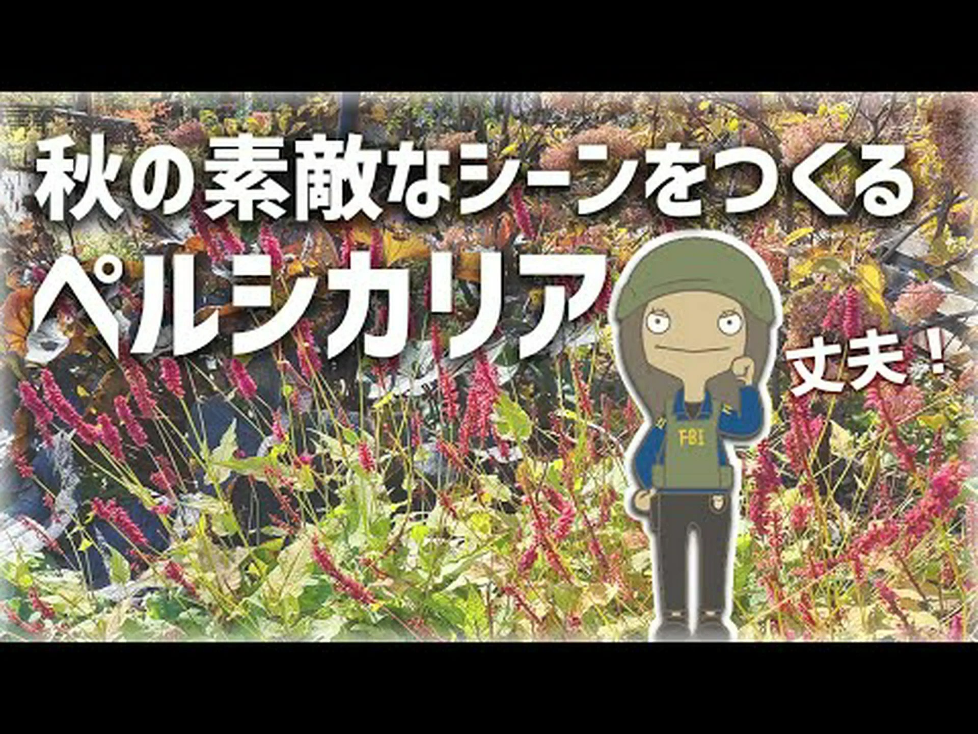 イタドリ、小頭症ペルシカリア イタドリ、小頭症ペルシカリア