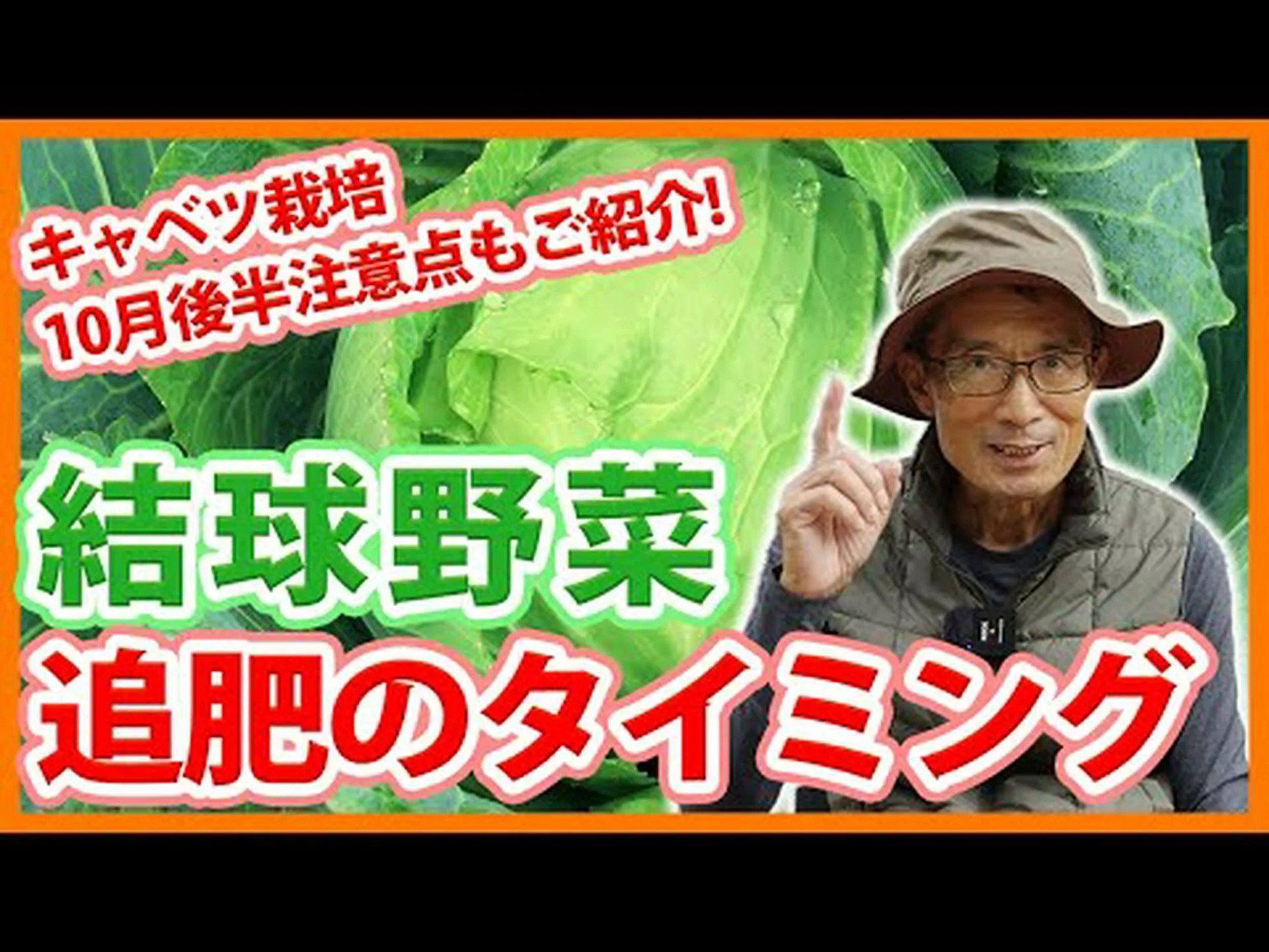 結球キャベツ、結球キャベツ 結球キャベツ、結球キャベツ