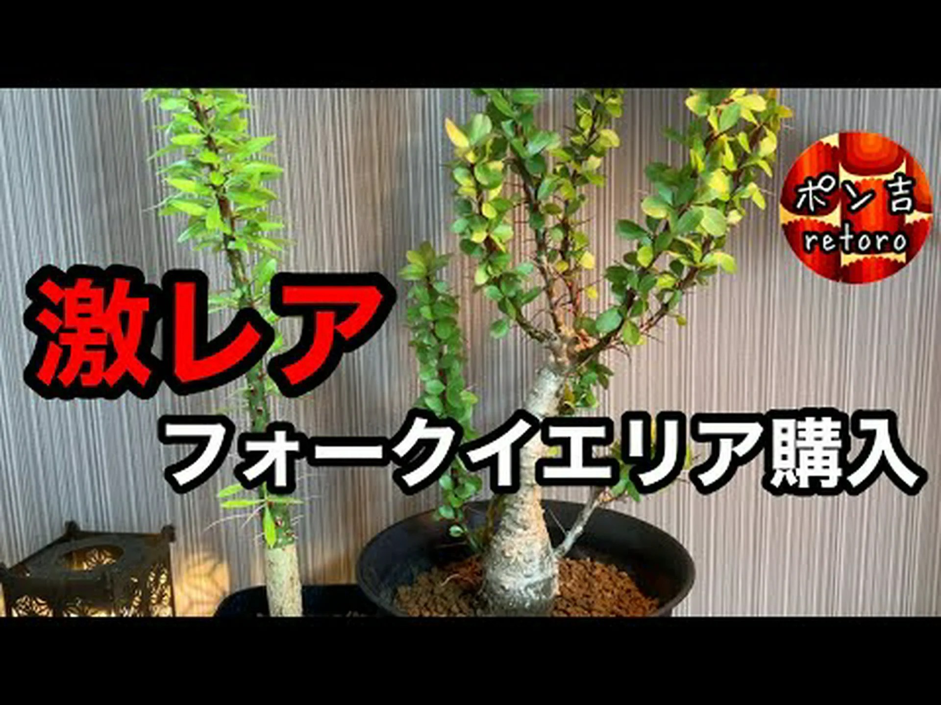 モロのスフィンクス、驚くべき蝶 モロのスフィンクス、驚くべき蝶