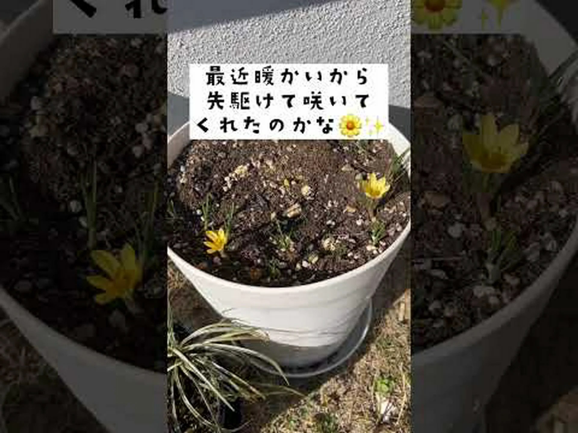 金で覆われたクロッカス 金で覆われたクロッカス