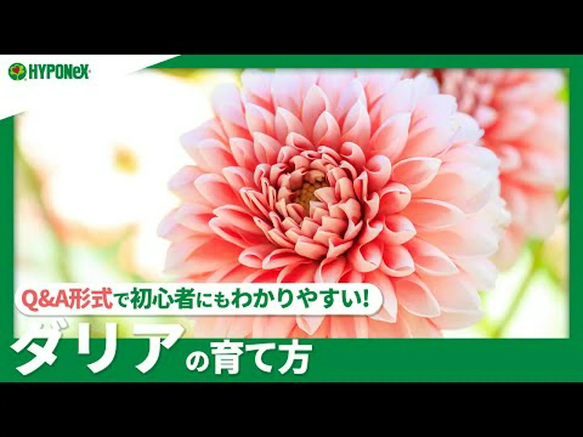 ダリアを植える ダリアを植える