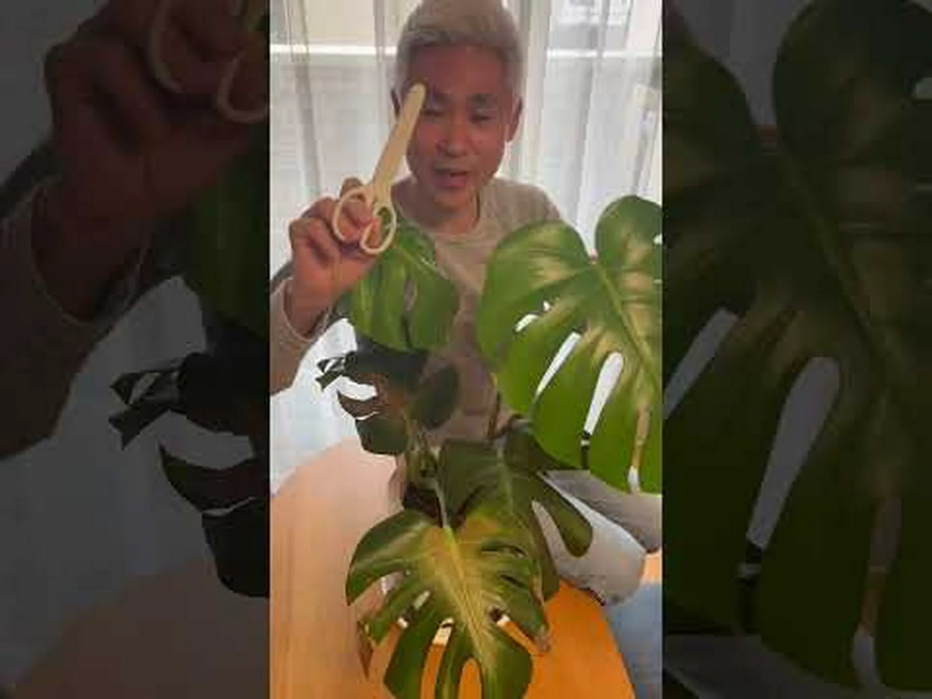 槍の葉のフィロデンドロン 槍の葉のフィロデンドロン