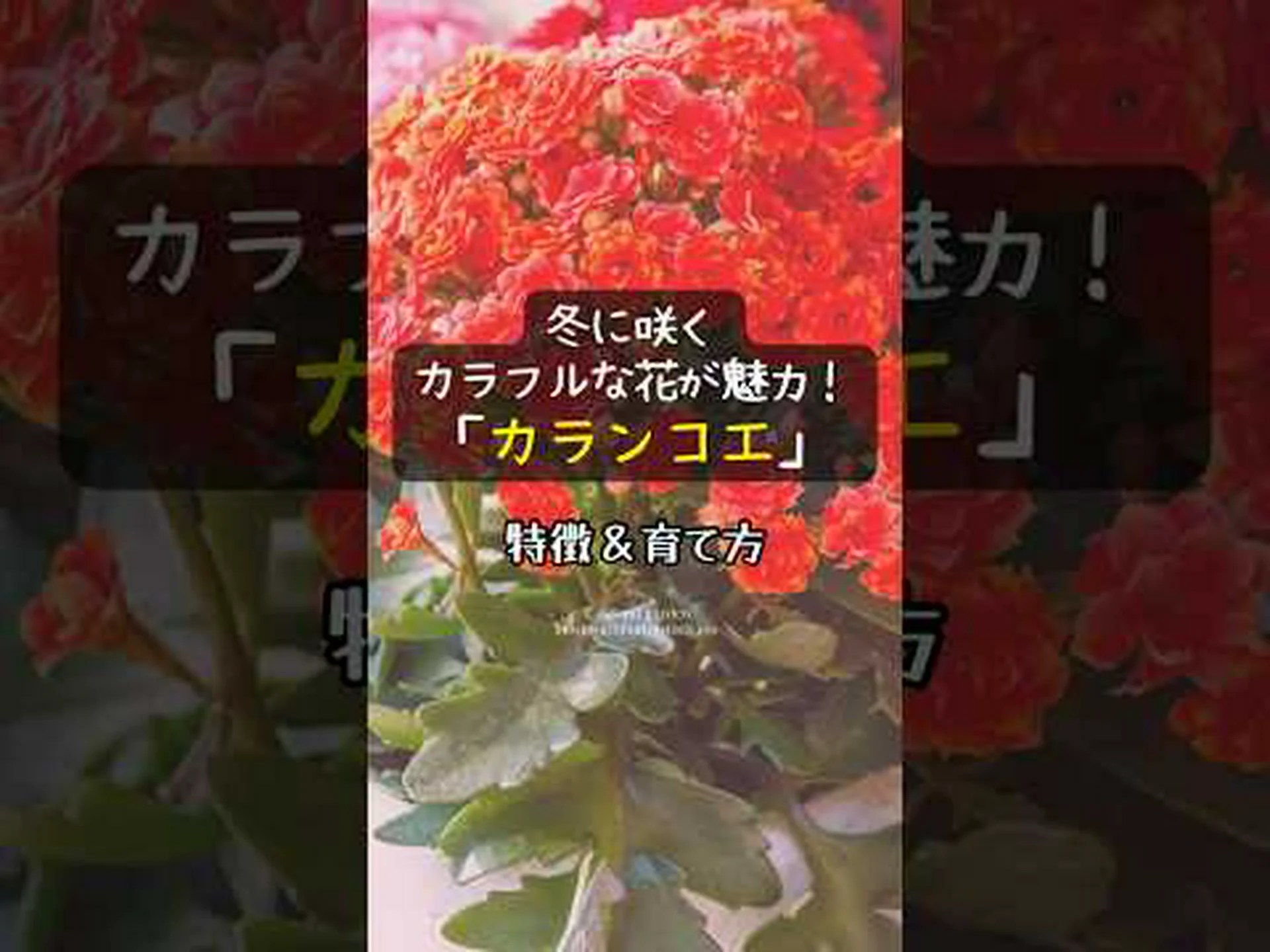 カランディバ、八重の花を持つカランコエ カランディバ、八重の花を持つカランコエ