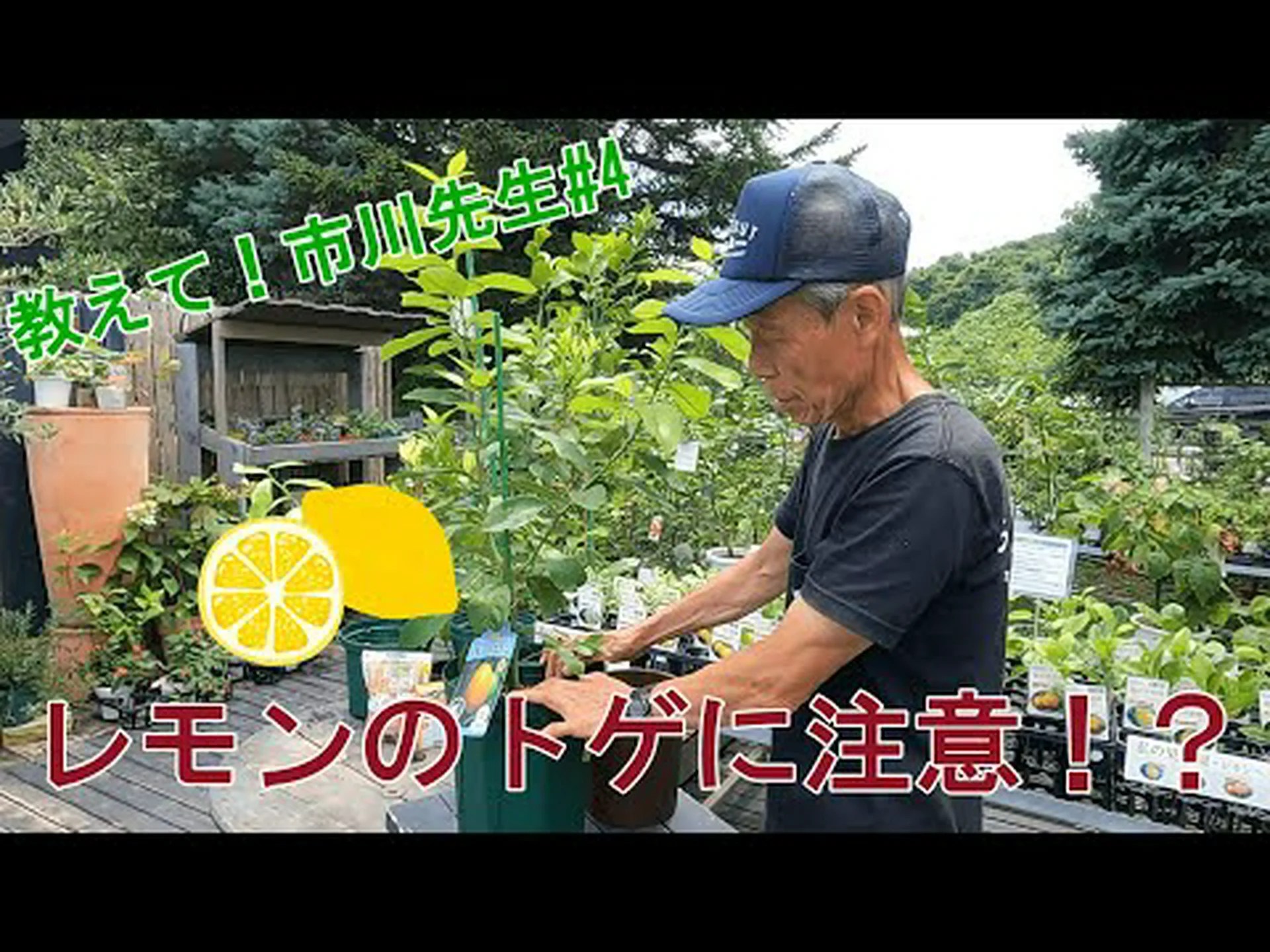 とげのあるレモンの木 とげのあるレモンの木