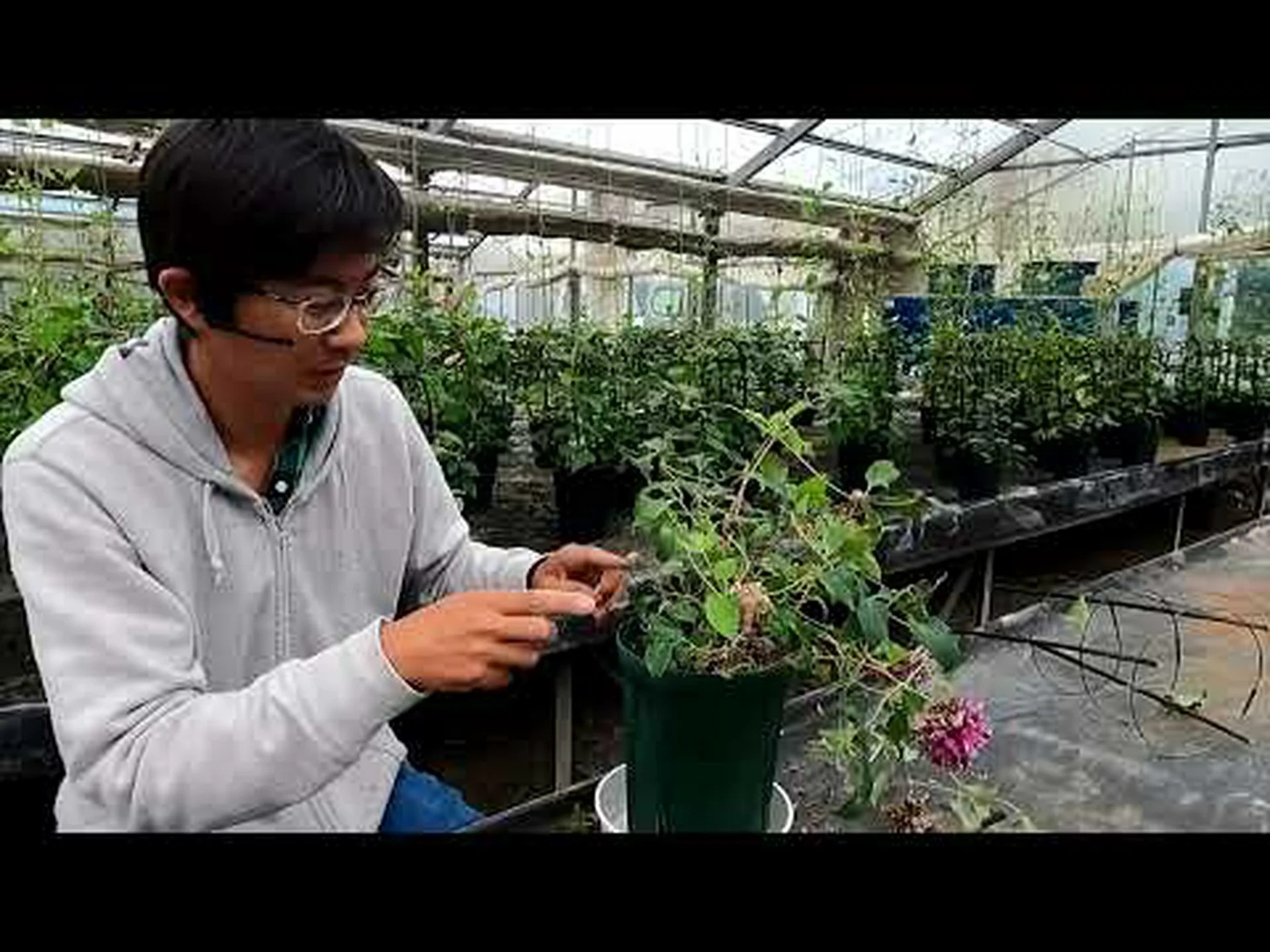 大輪クレマチスの剪定 大輪クレマチスの剪定