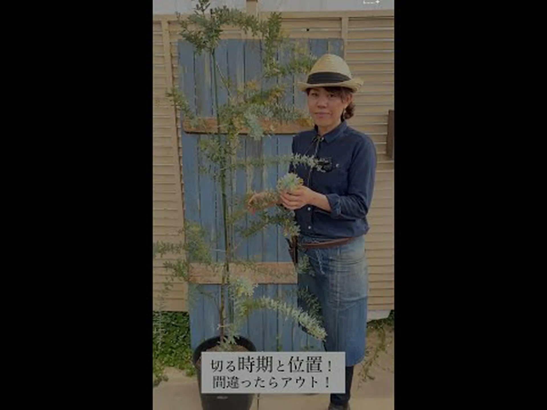 ミモザ控えめ、センシティブ控えめ ミモザ控えめ、センシティブ控えめ