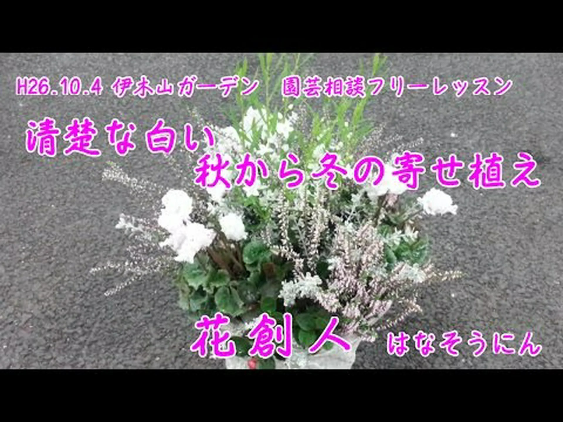 白人のアラベット、シルバーバスケット 白人のアラベット、シルバーバスケット