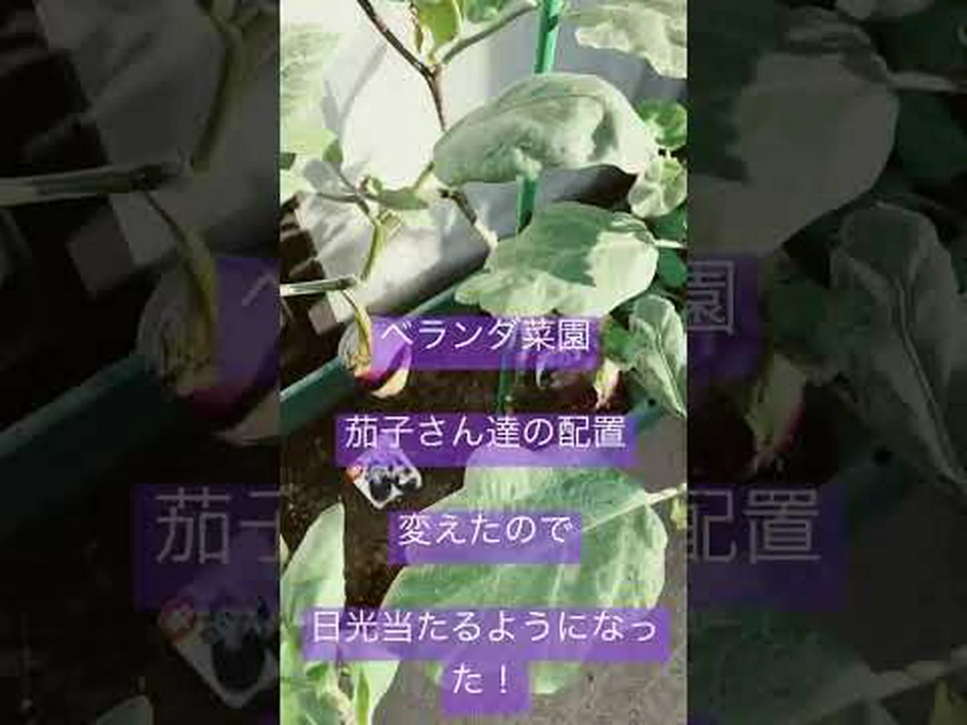 ナスの植物を家庭菜園に移植するにはどうすればよいですか? ナスの植物を家庭菜園に移植するにはどうすればよいですか?