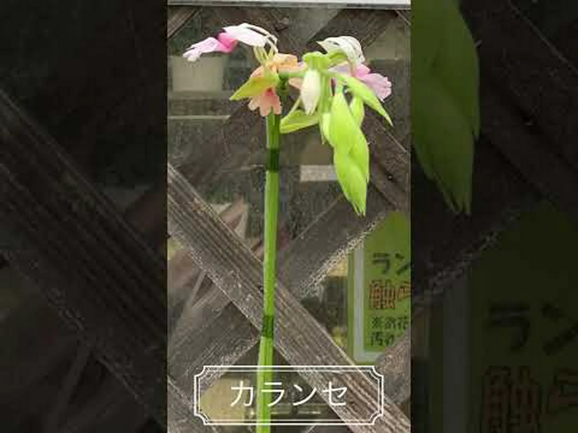 カランセ カランセ