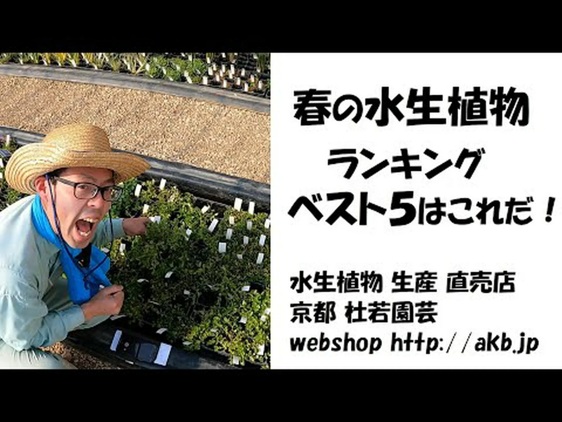 水生オエナンセ、水生フェンネル、水生ヘムロック 水生オエナンセ、水生フェンネル、水生ヘムロック