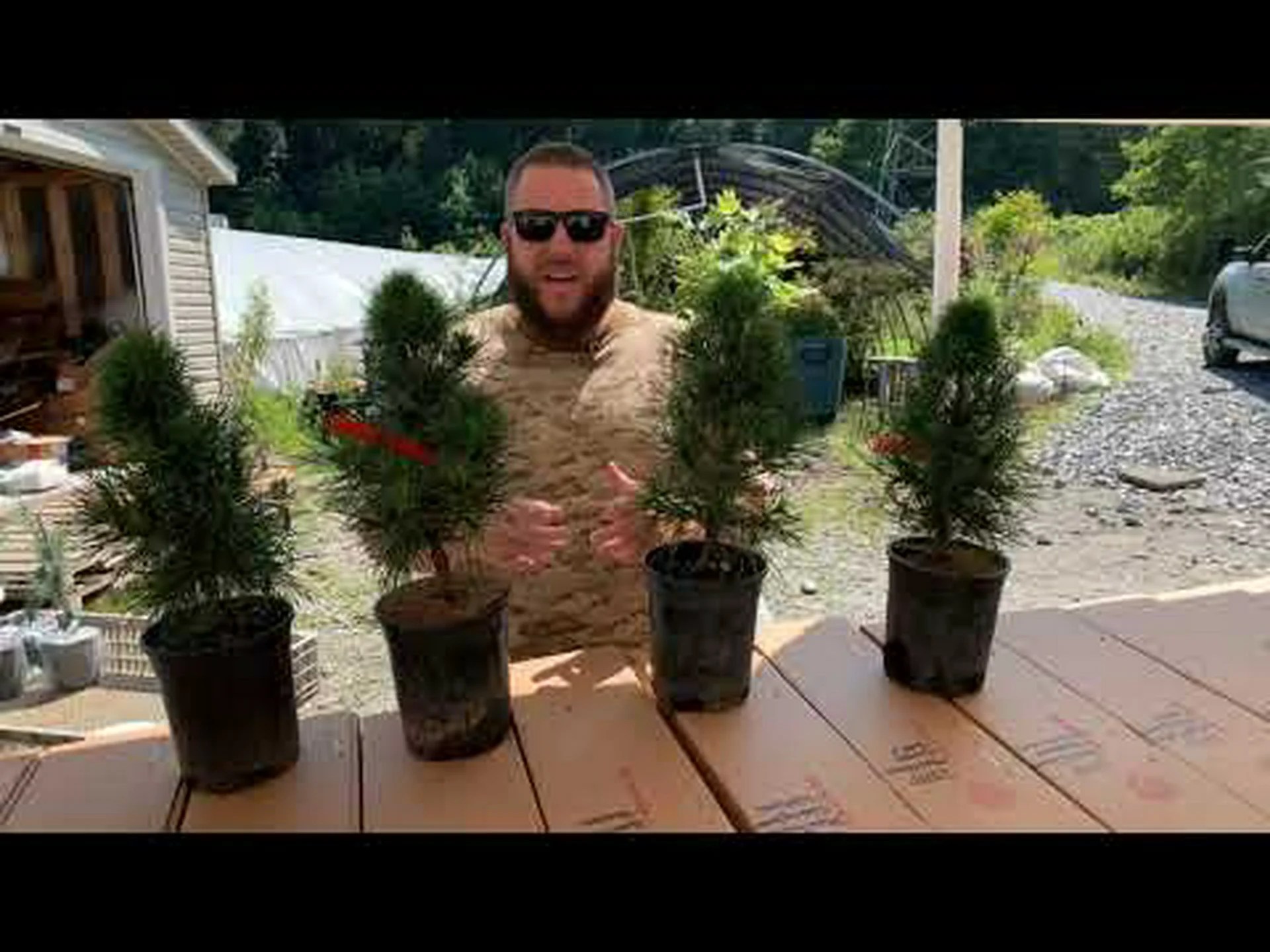 スコットランドパイン、スコットランドパイン、ノーザンパイン スコットランドパイン、スコットランドパイン、ノーザンパイン