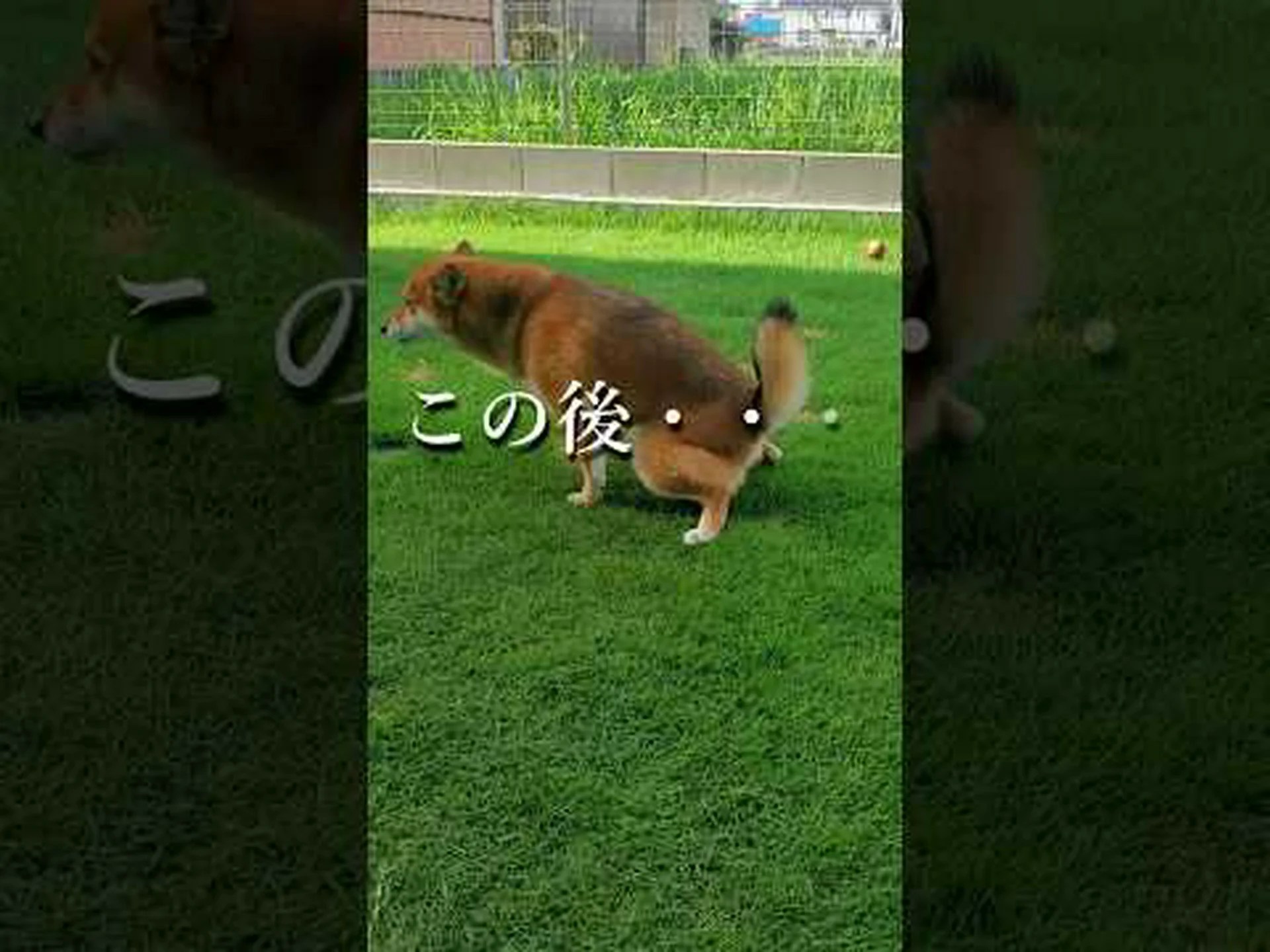 芝生を再生する 芝生を再生する