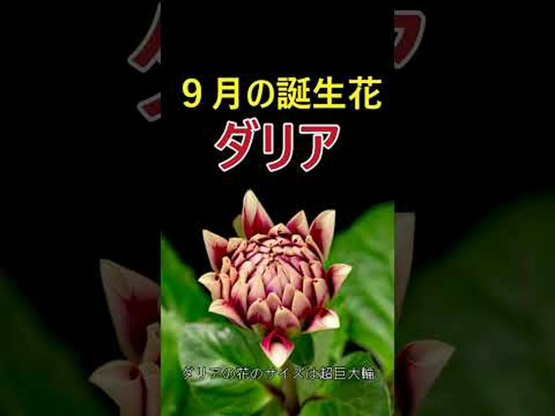 スカーレットダリア スカーレットダリア