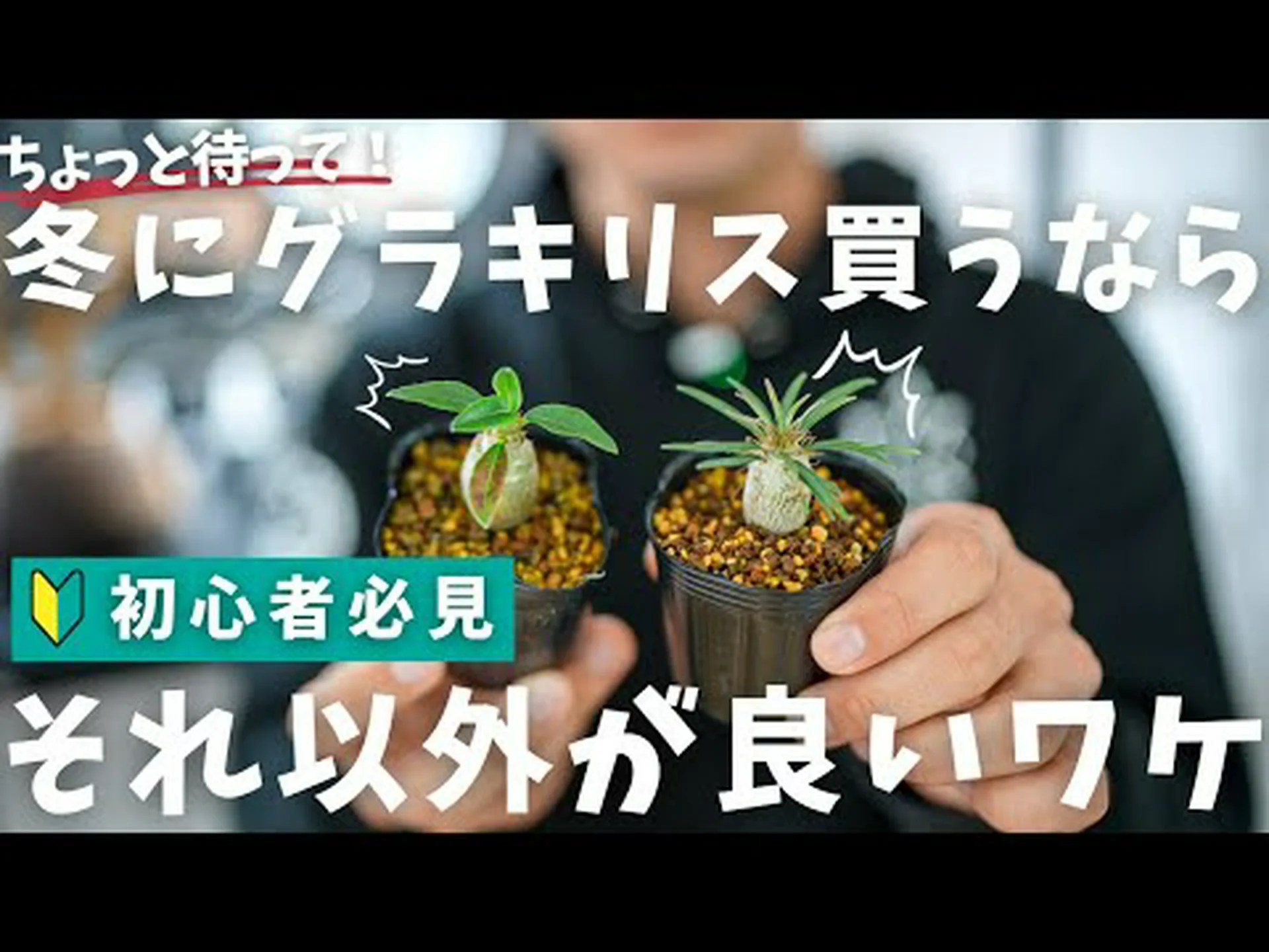 オオシマスゲ、オオシマスゲ、オオシマスゲ オオシマスゲ、オオシマスゲ、オオシマスゲ