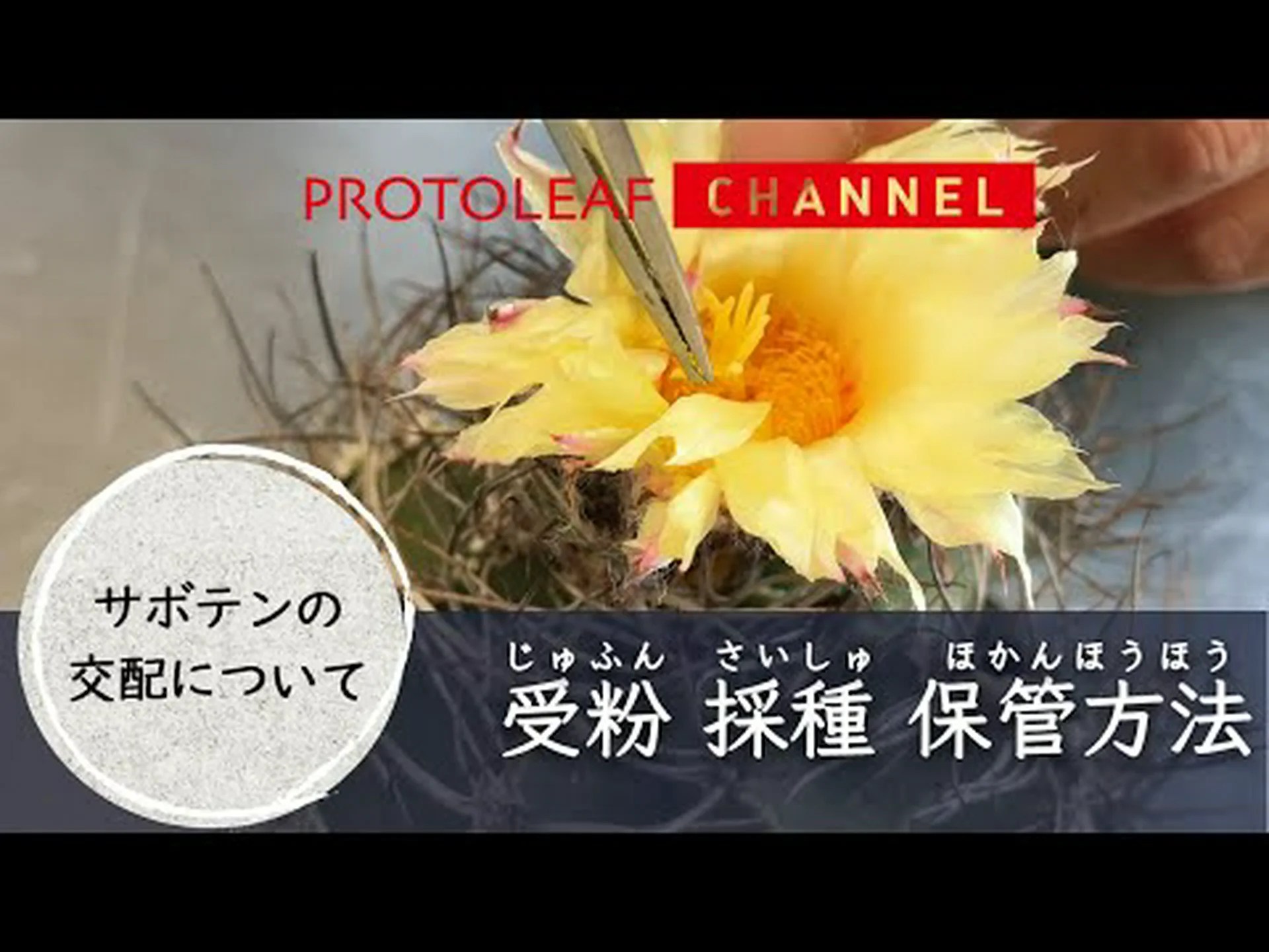 サボテンの種を集める方法は? サボテンの種を集める方法は?