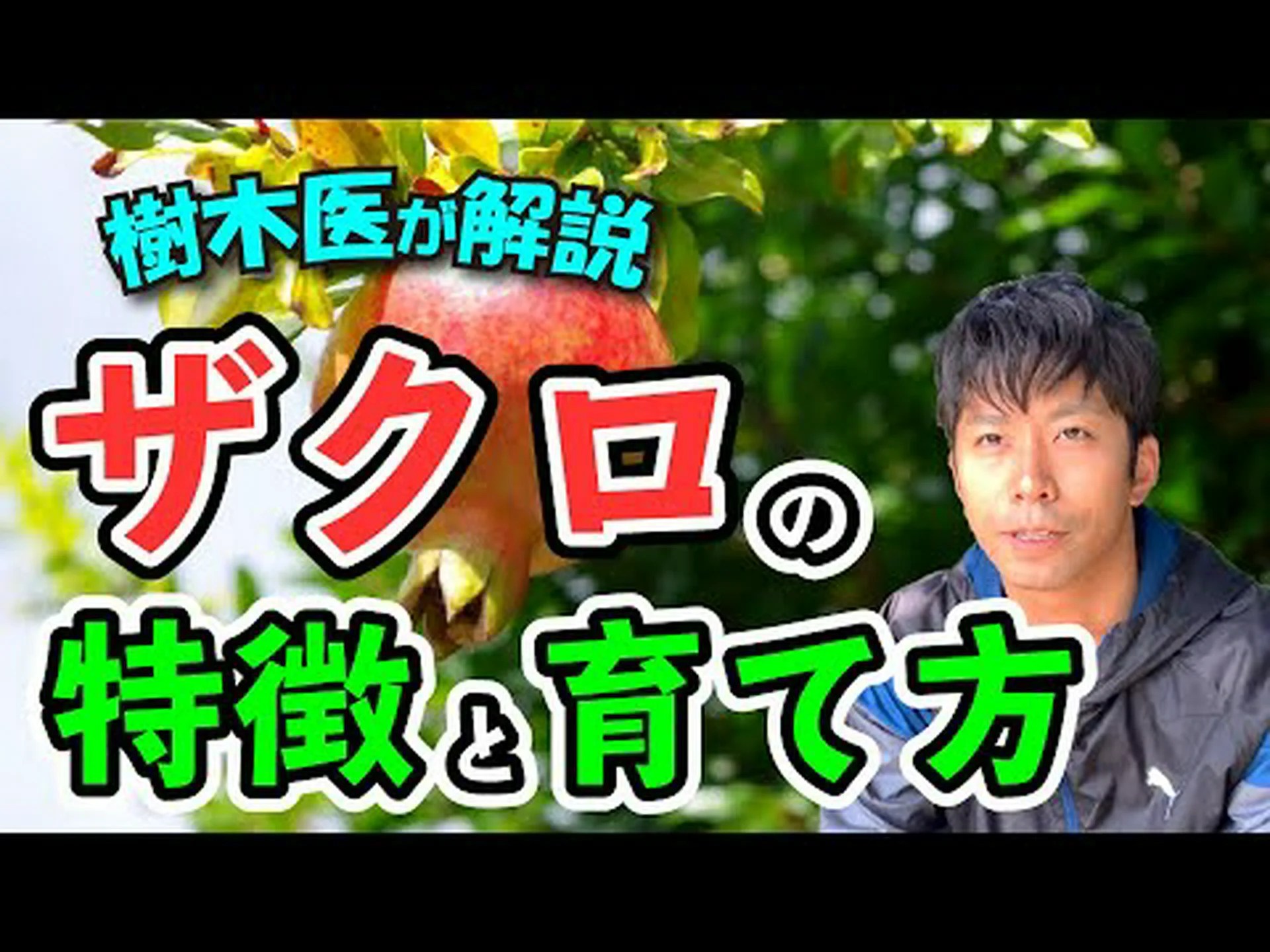 ザクロ、多くの特性を持つ果物 ザクロ、多くの特性を持つ果物