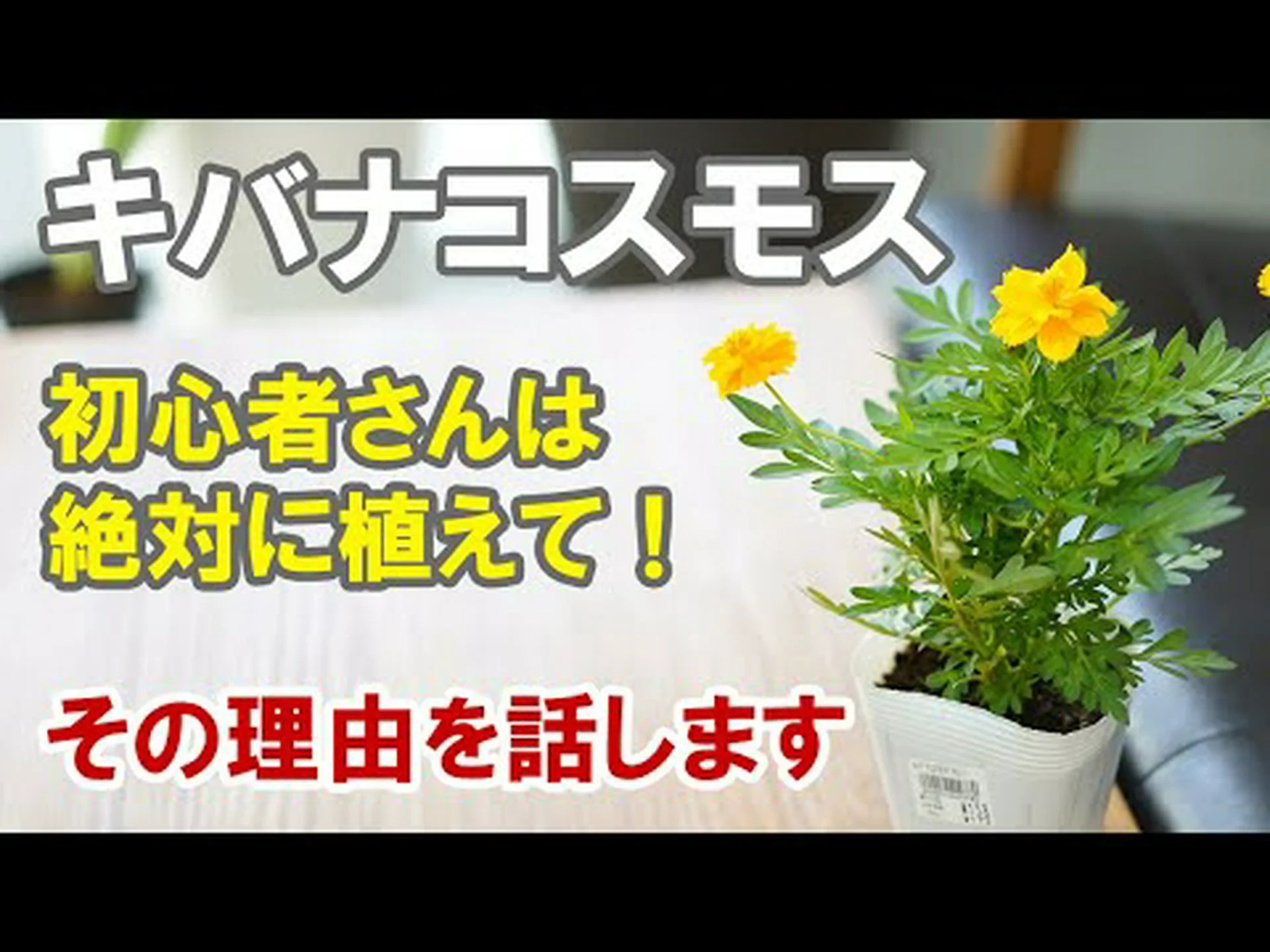 複羽状コスモス、一年生コスモス 複羽状コスモス、一年生コスモス