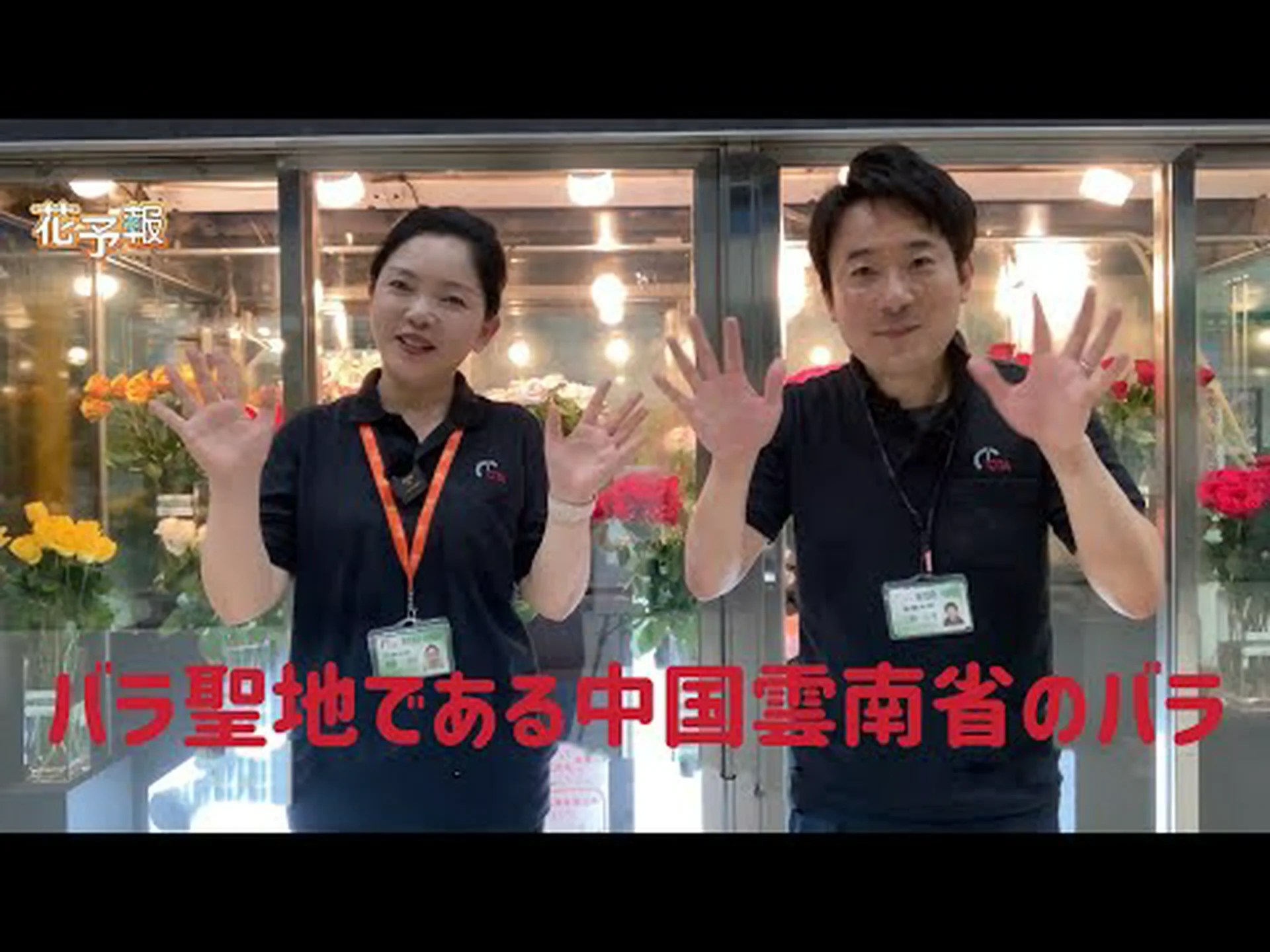 ヒューゴ神父のバラの茂み、中国の黄色いバラの茂み ヒューゴ神父のバラの茂み、中国の黄色いバラの茂み