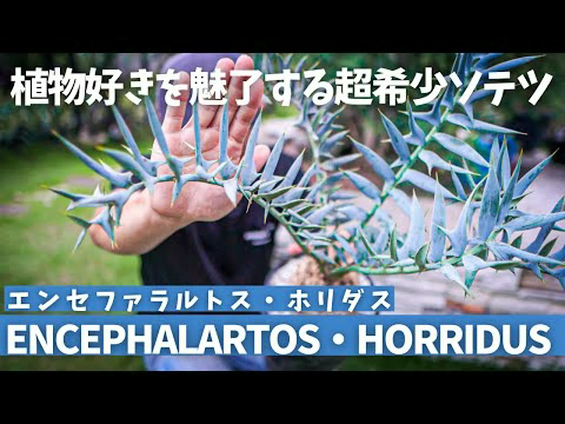 巨大なクワンゴソテツ、ローレンスエンセファラルトス 巨大なクワンゴソテツ、ローレンスエンセファラルトス