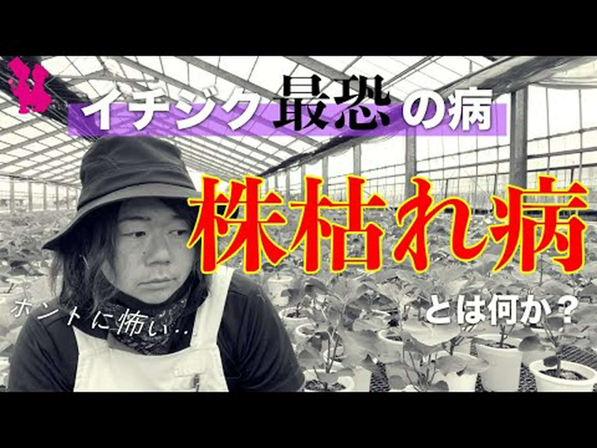 イチジクの病気と害虫 イチジクの病気と害虫