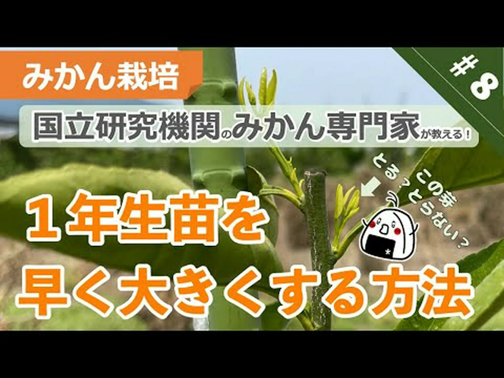 フランスで栽培されている柑橘類 フランスで栽培されている柑橘類