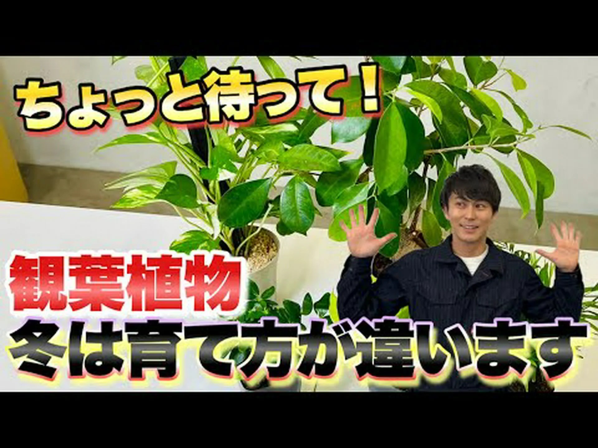 冬に室内植物を育てる 冬に室内植物を育てる