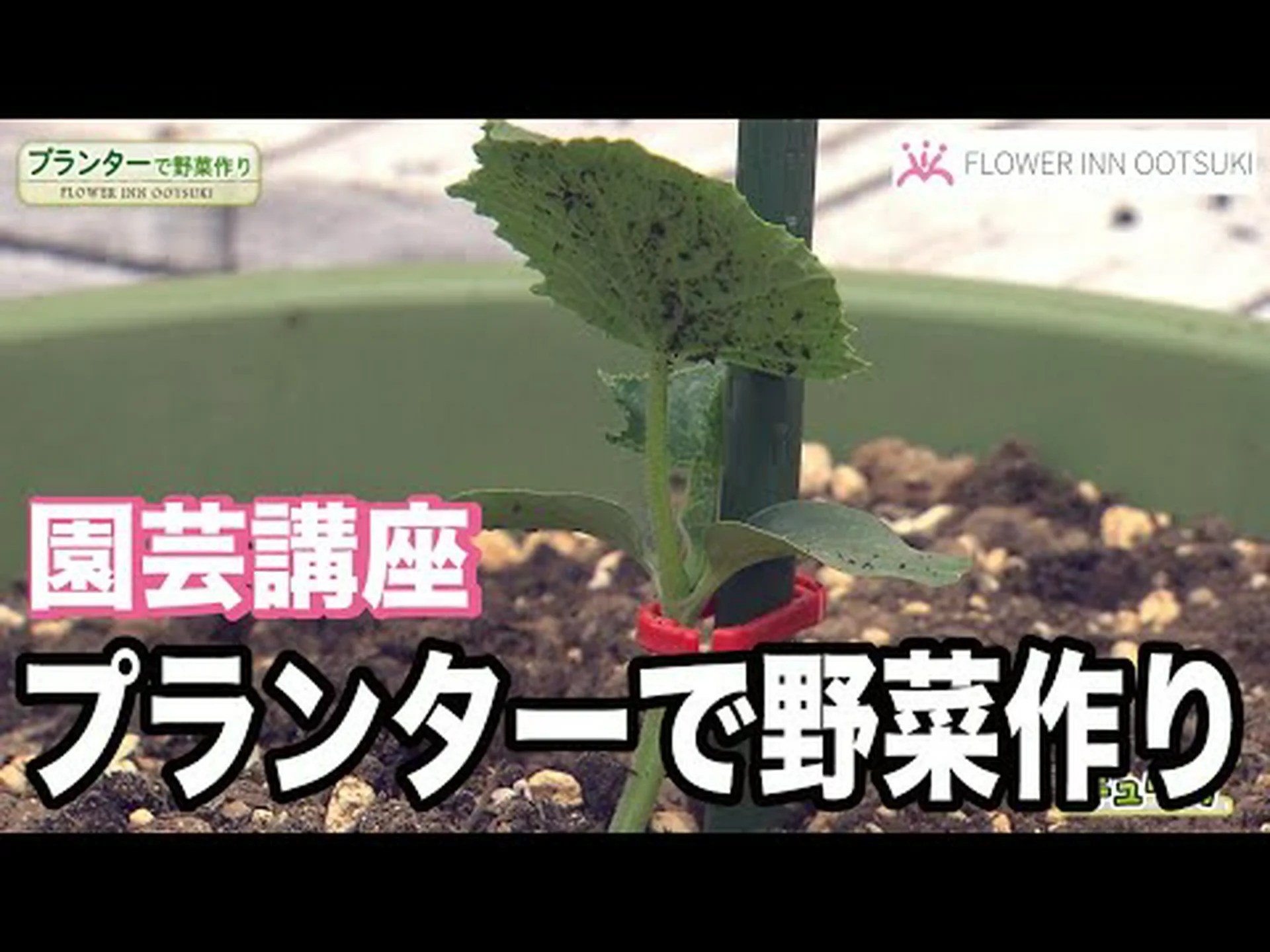 観賞用野菜 観賞用野菜