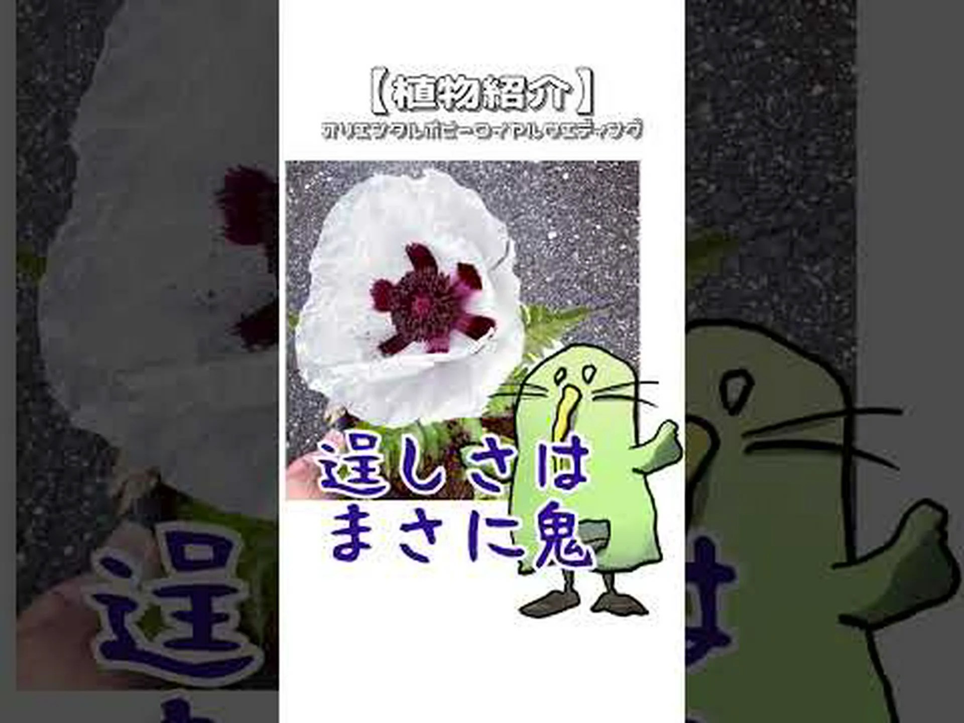 オリエンタルポピー、オリエンタルポピー オリエンタルポピー、オリエンタルポピー