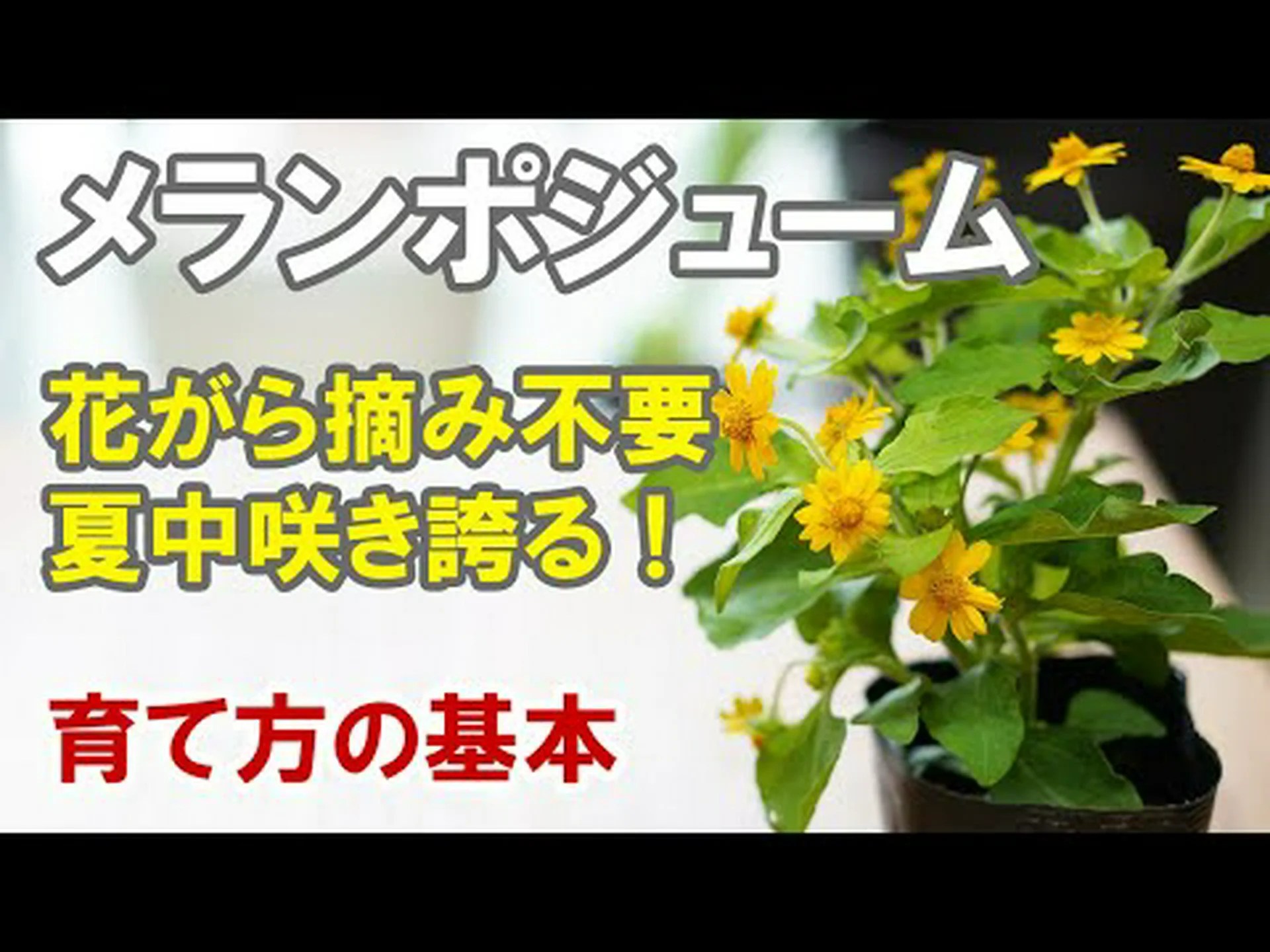 メランポディウム メランポディウム