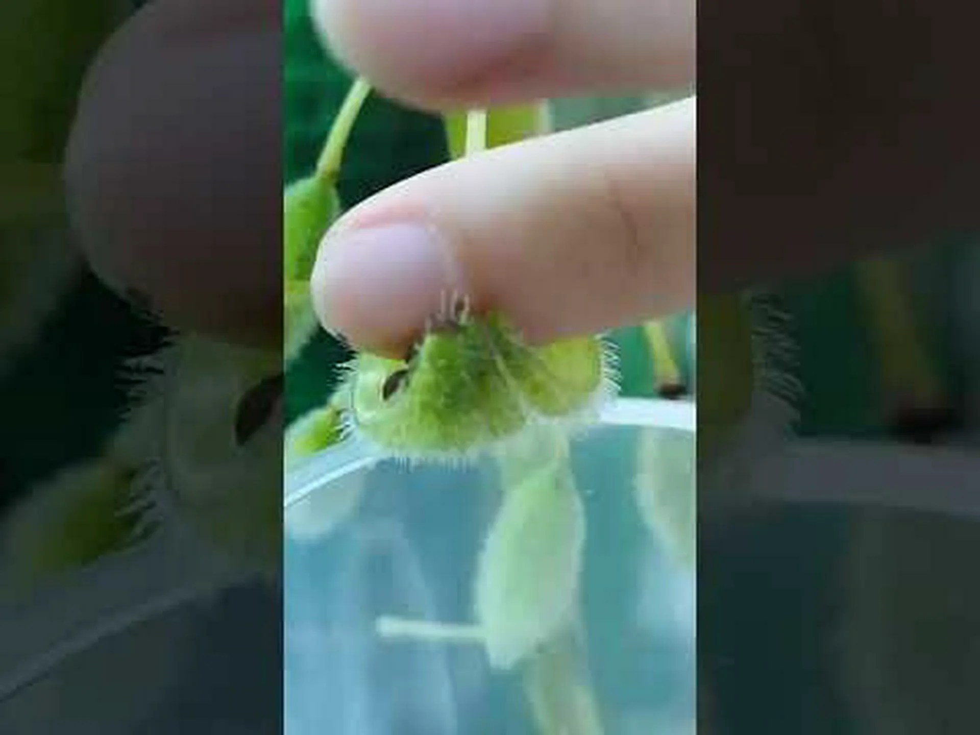 バルサム バルサム